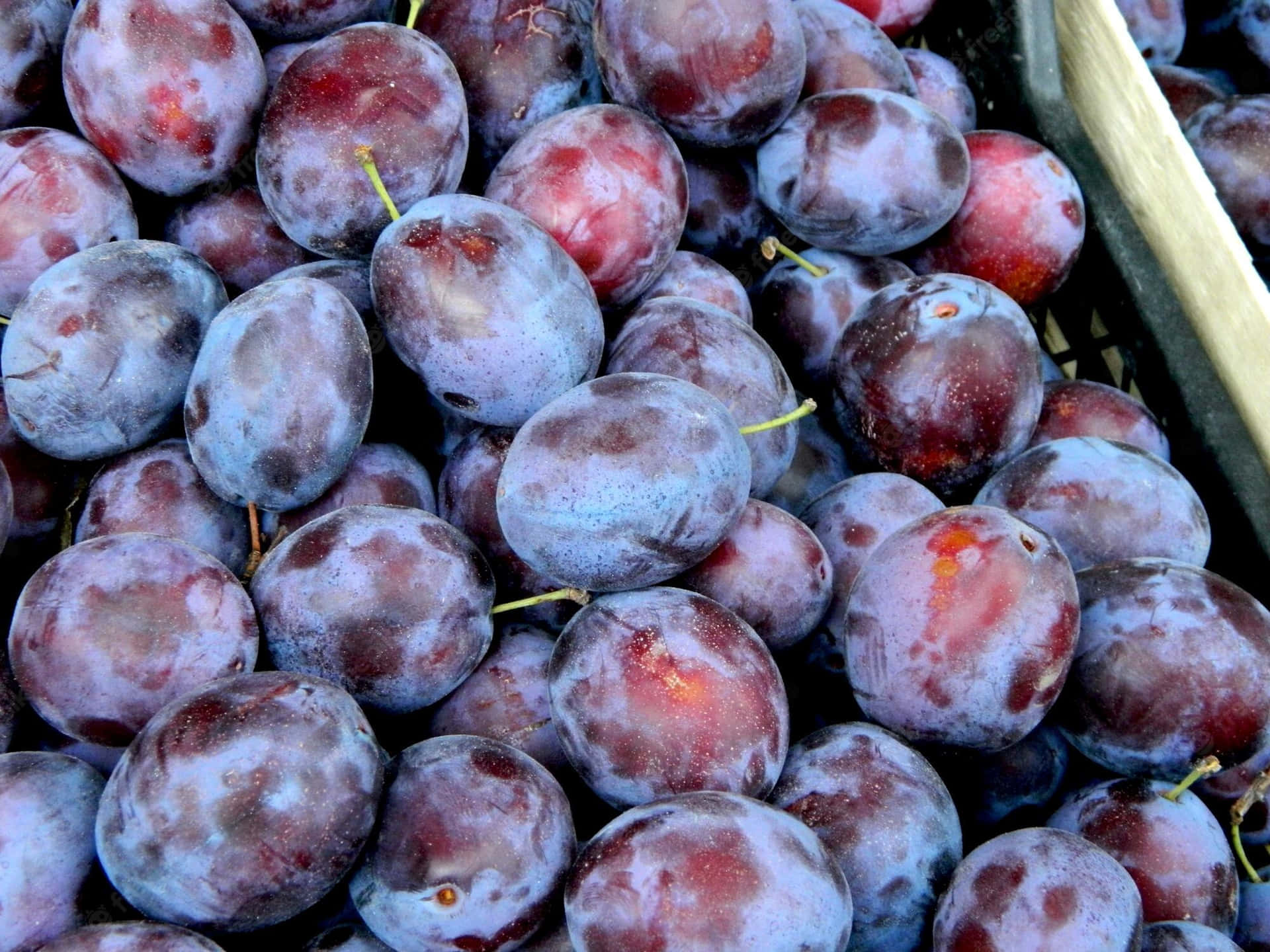 Caption: Freshly Plucked Organic Italian Prune Plums Background