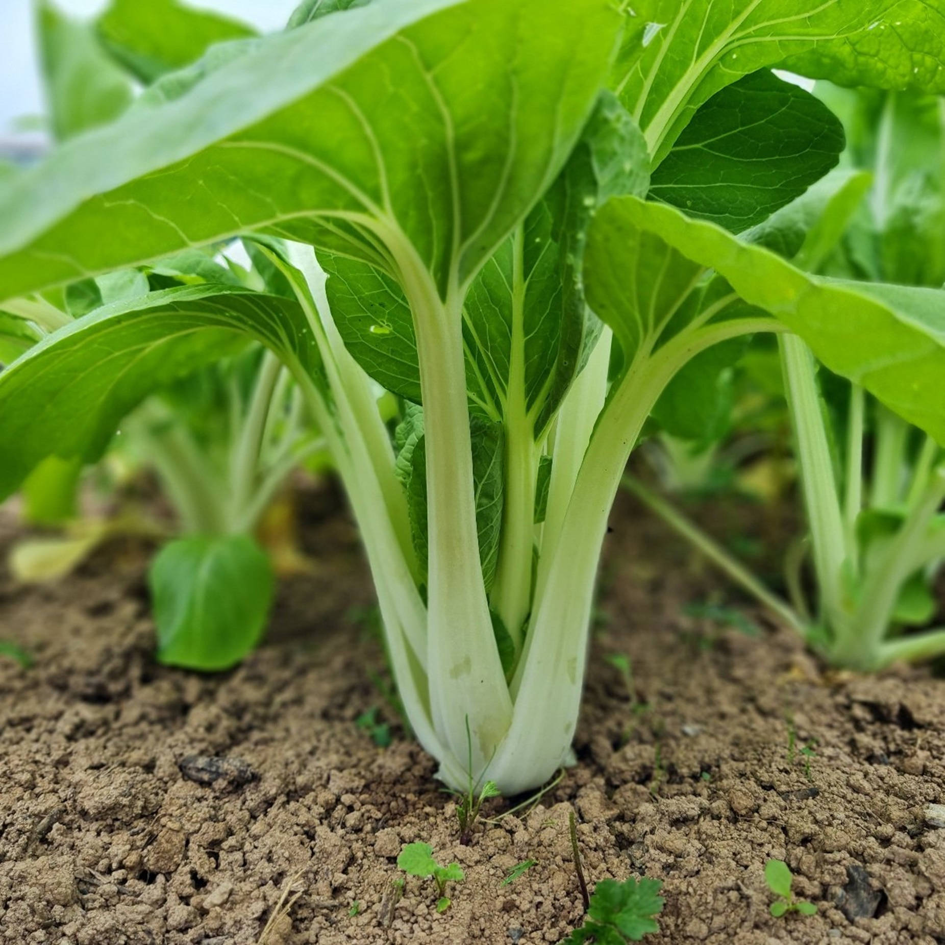 Caption: Freshly Sprouting Bok Choy - Chinese Cabbages Background