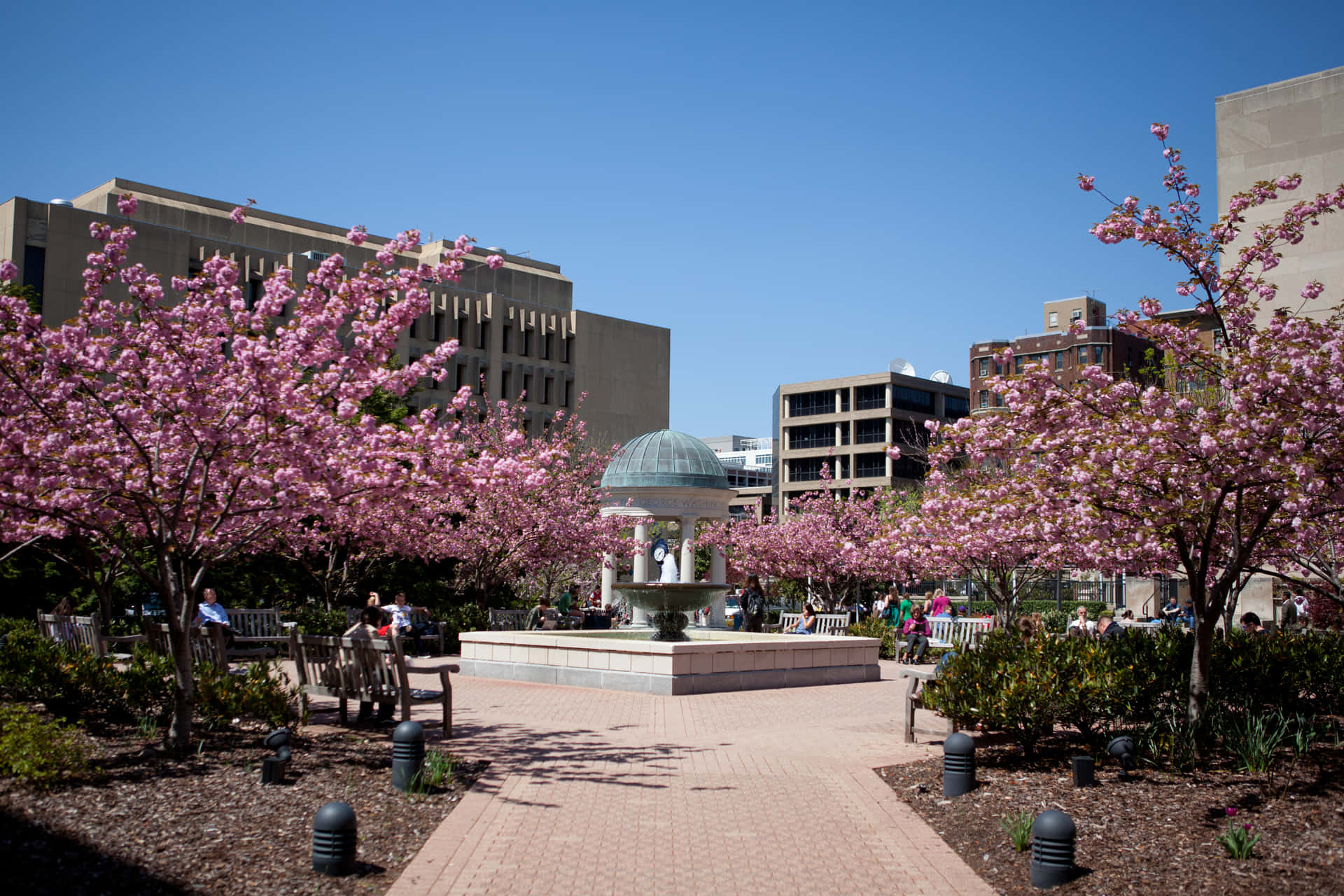 Caption: George Washington University Campus With Cherry Blossoms In Bloom Background