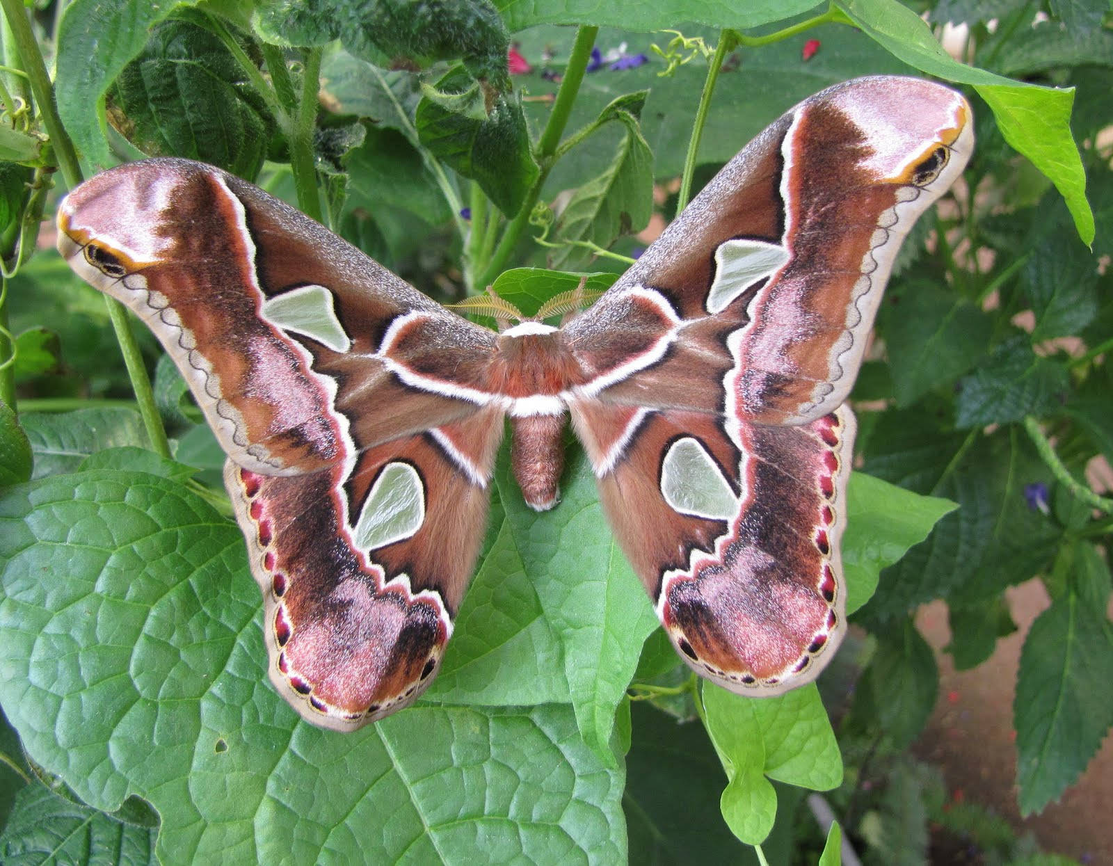 Caption: Giant Rothschildia Silkmoth In A Garden Background