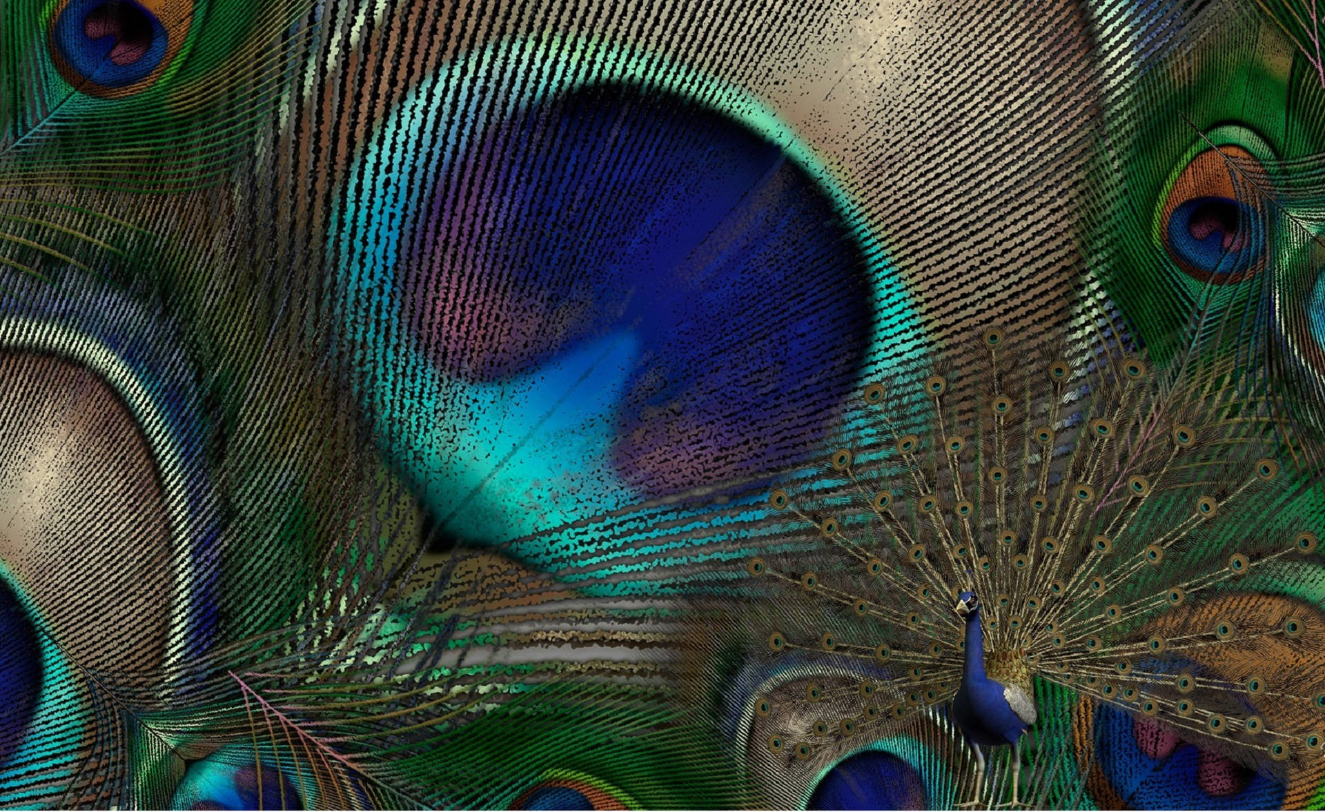 Caption: Graceful Artistry Of The Whimsical Peacock Feather Background