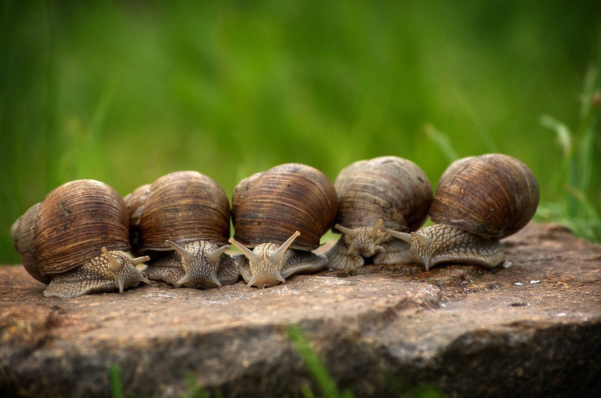 Caption: Group Of Burgundy Snails In Their Natural Habitat Background