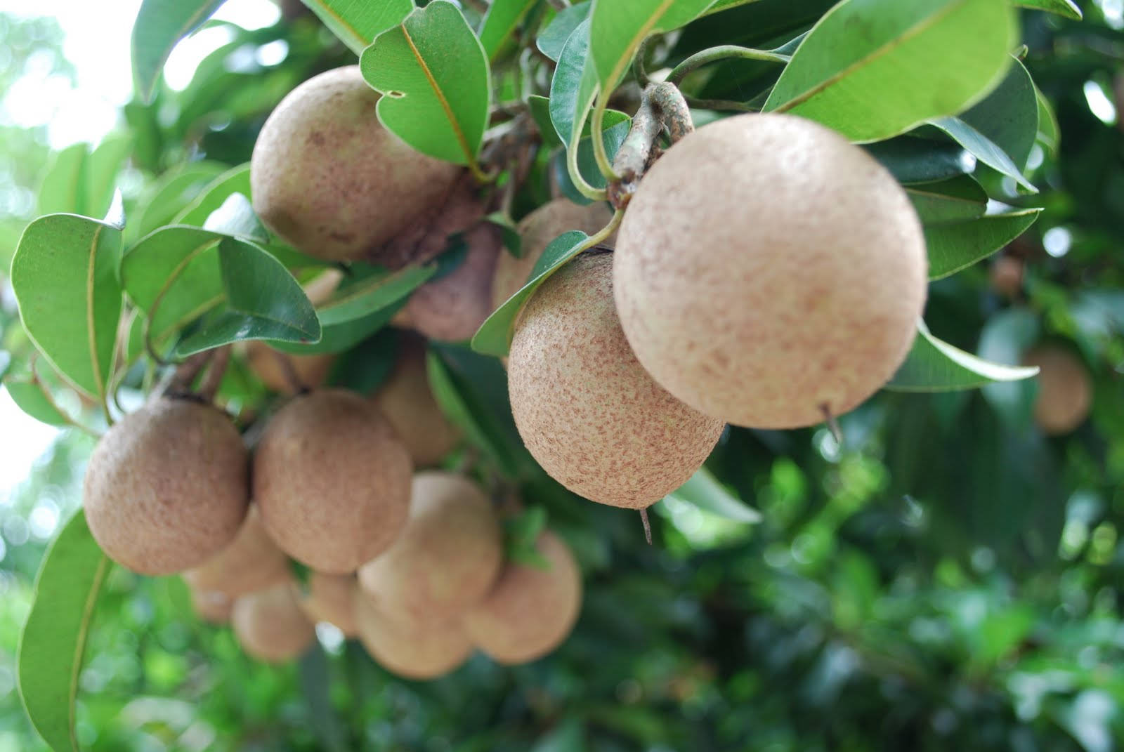 Caption: Hanging Sapodilla Fruit Bunches Background