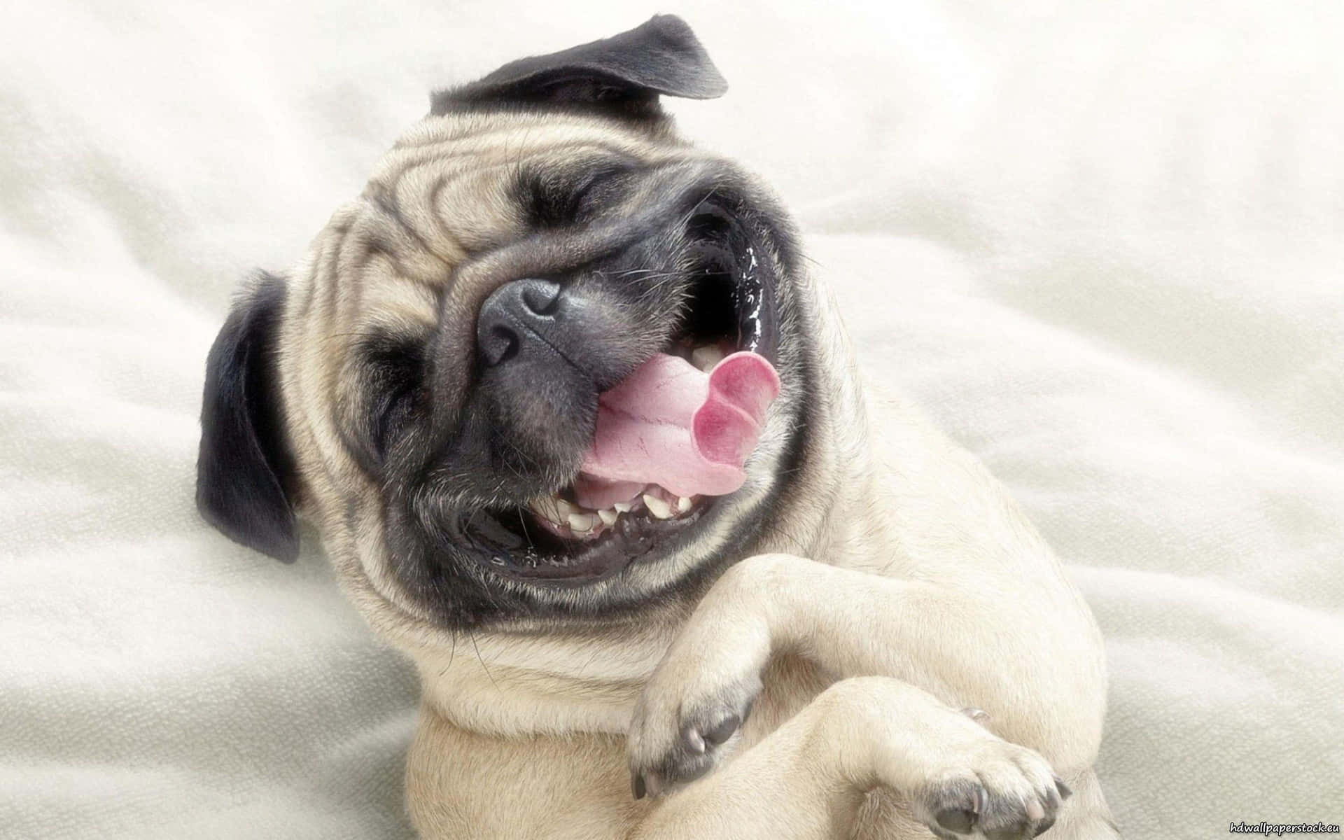 Caption: Happy And Healthy Chubby Dog Enjoying Outdoors