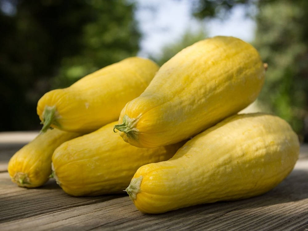 Caption: Harvested Fresh Yellow Squash