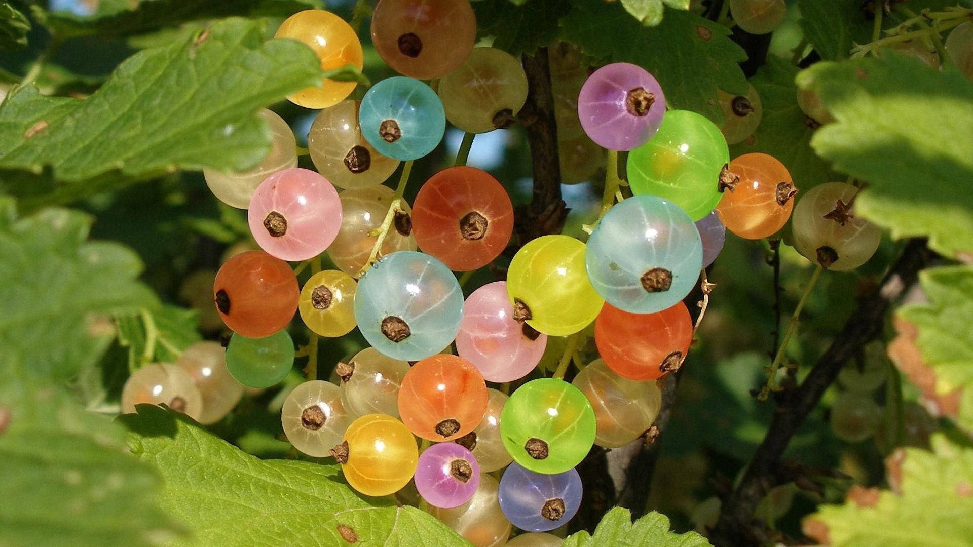 Caption: Healthy And Vibrant Gooseberry Fruit Background