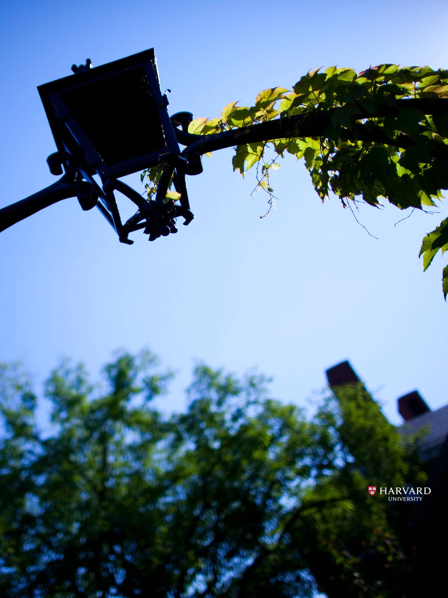 Caption: Historical Lamp Post At Harvard University Background