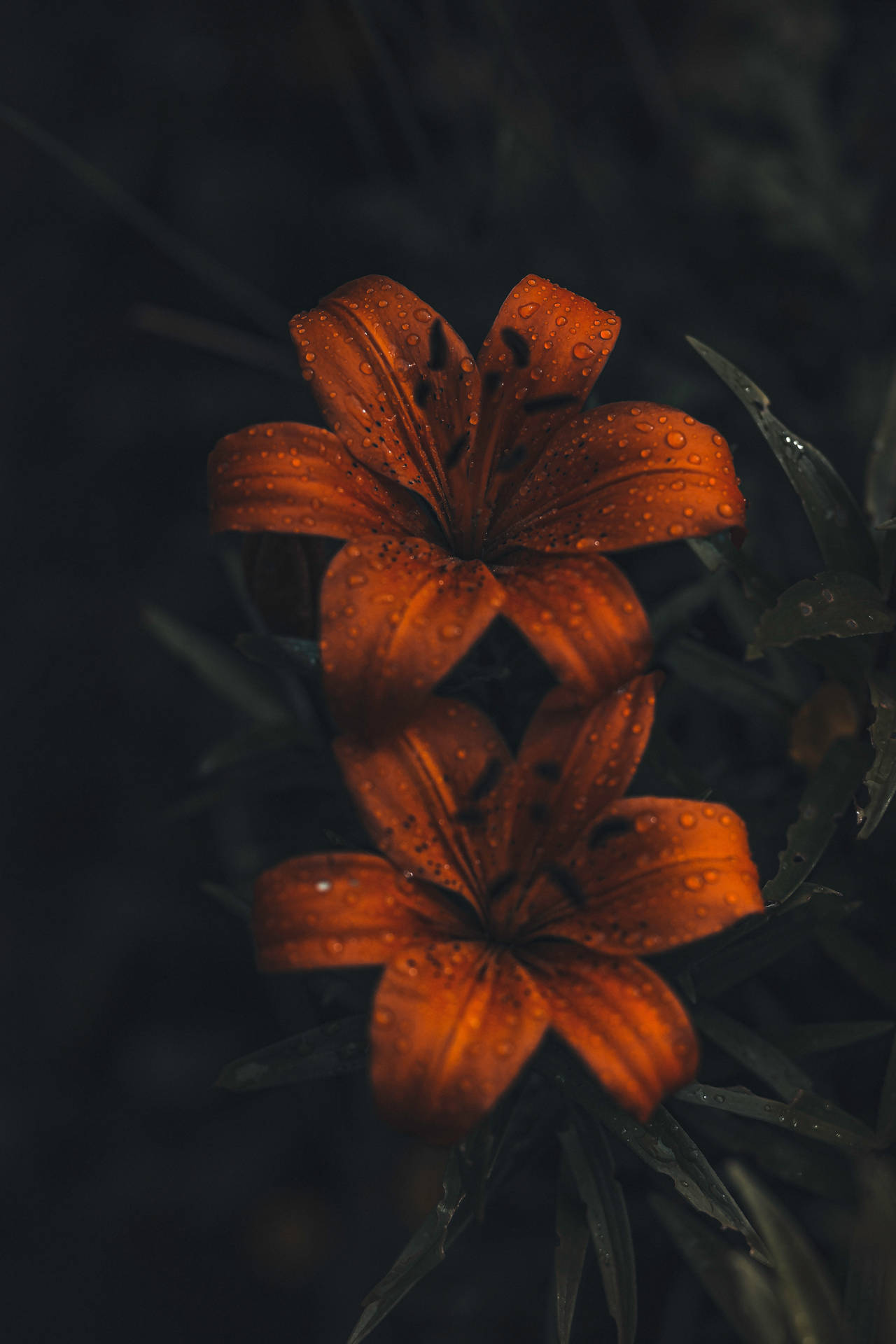 Caption: Intricate Beauty Of Tiger Lily Flowers In 4k On Iphone 11 Pro Background