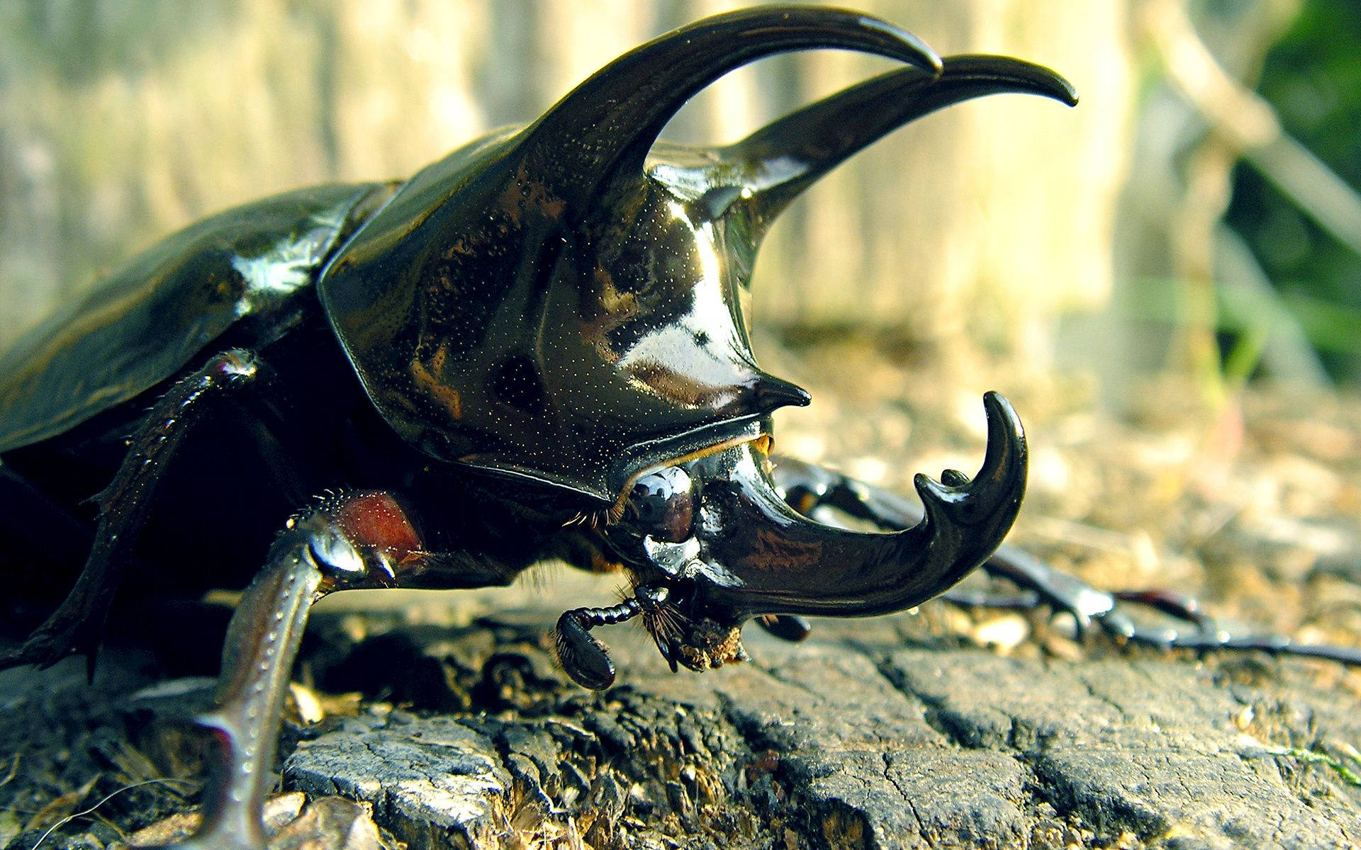 Caption: Intricate Close-up Of A Rhinoceros Beetle Background