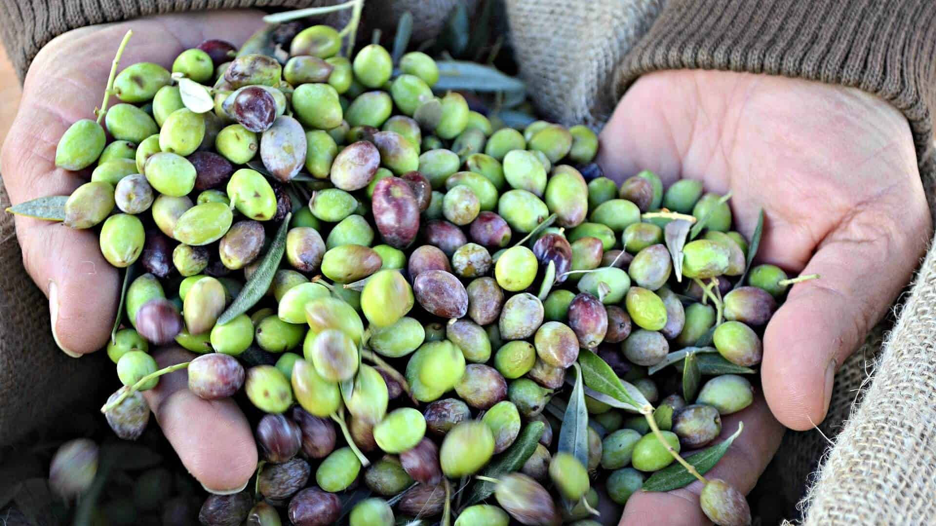 Caption: Luscious Picual Olive Fruit Close-up Background