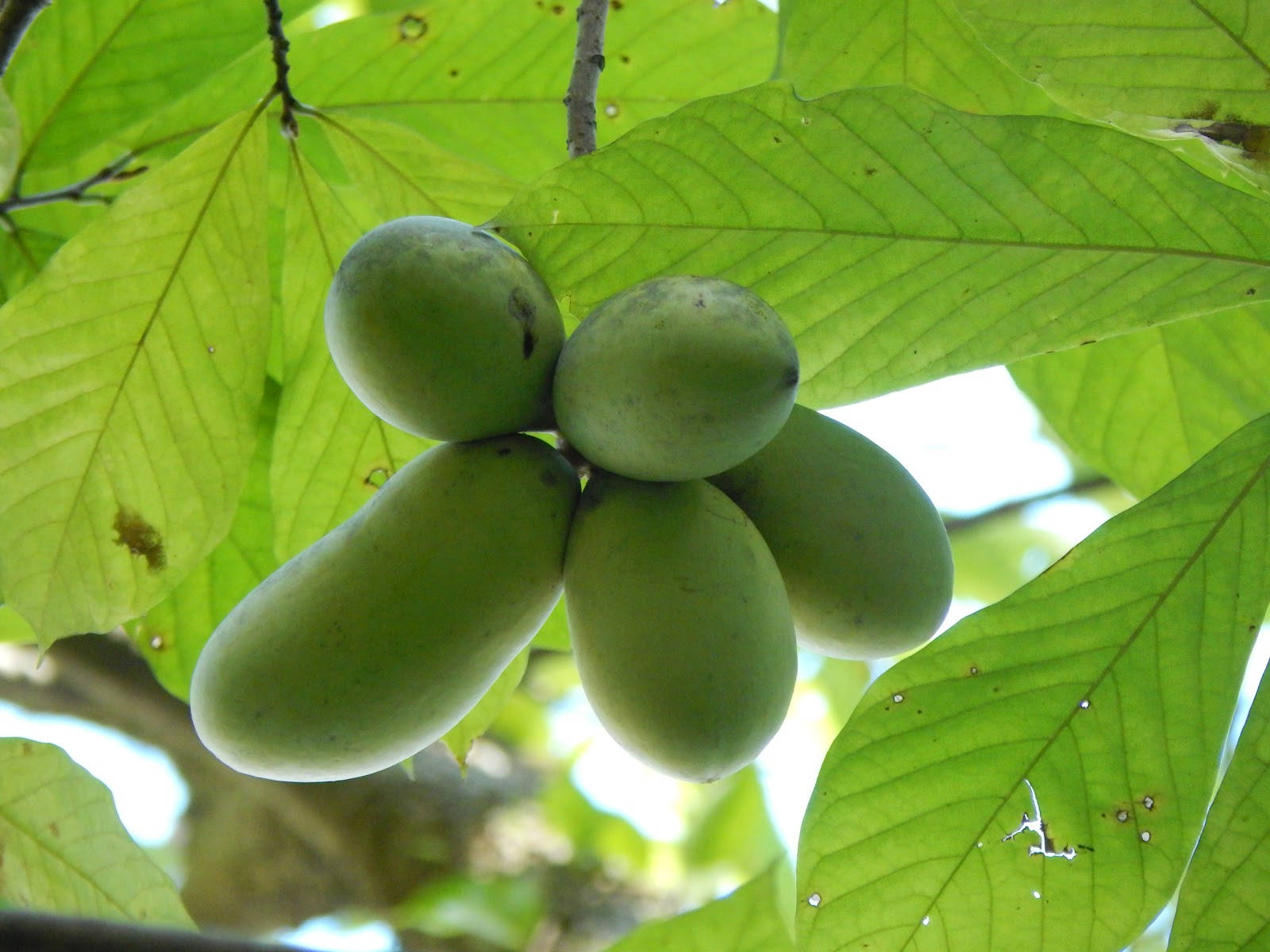 Caption: Lush Pawpaw Tree In Full Bloom Background