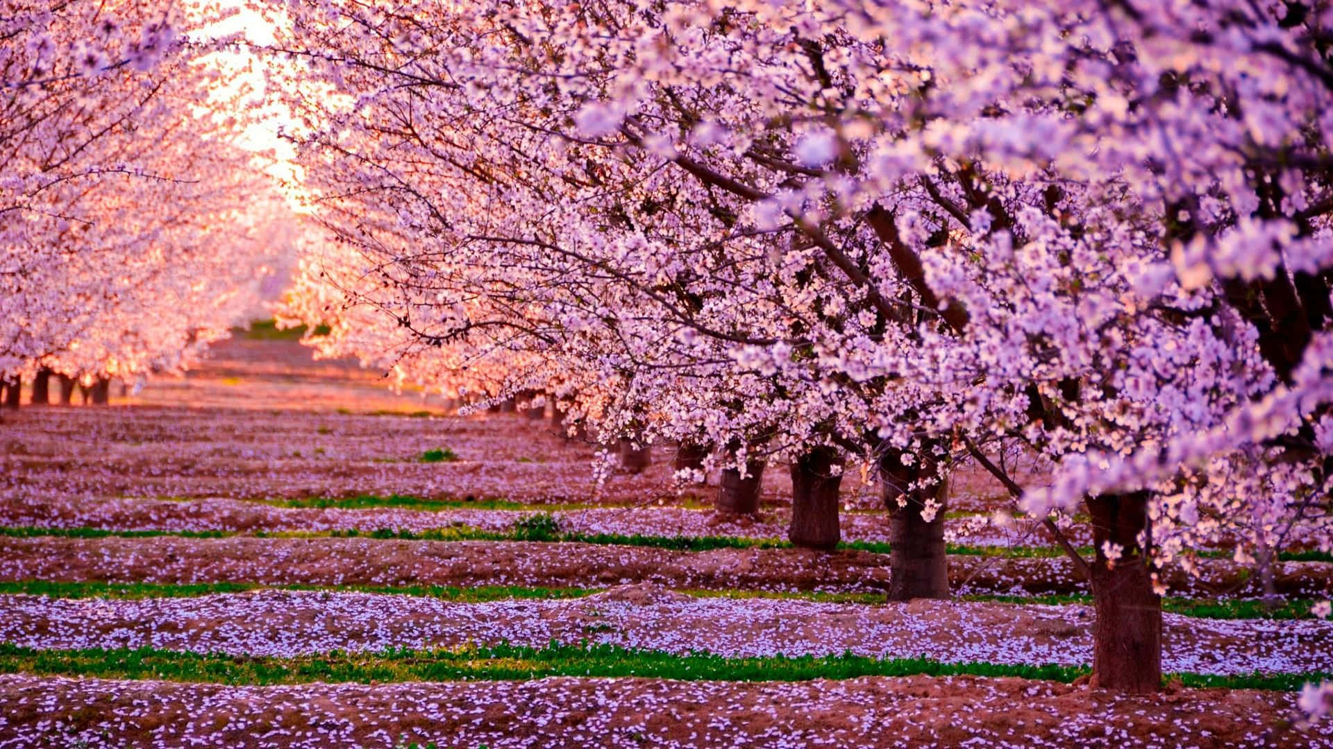 Caption: Magnificent Cherry Blossom Tree In Full Bloom Background