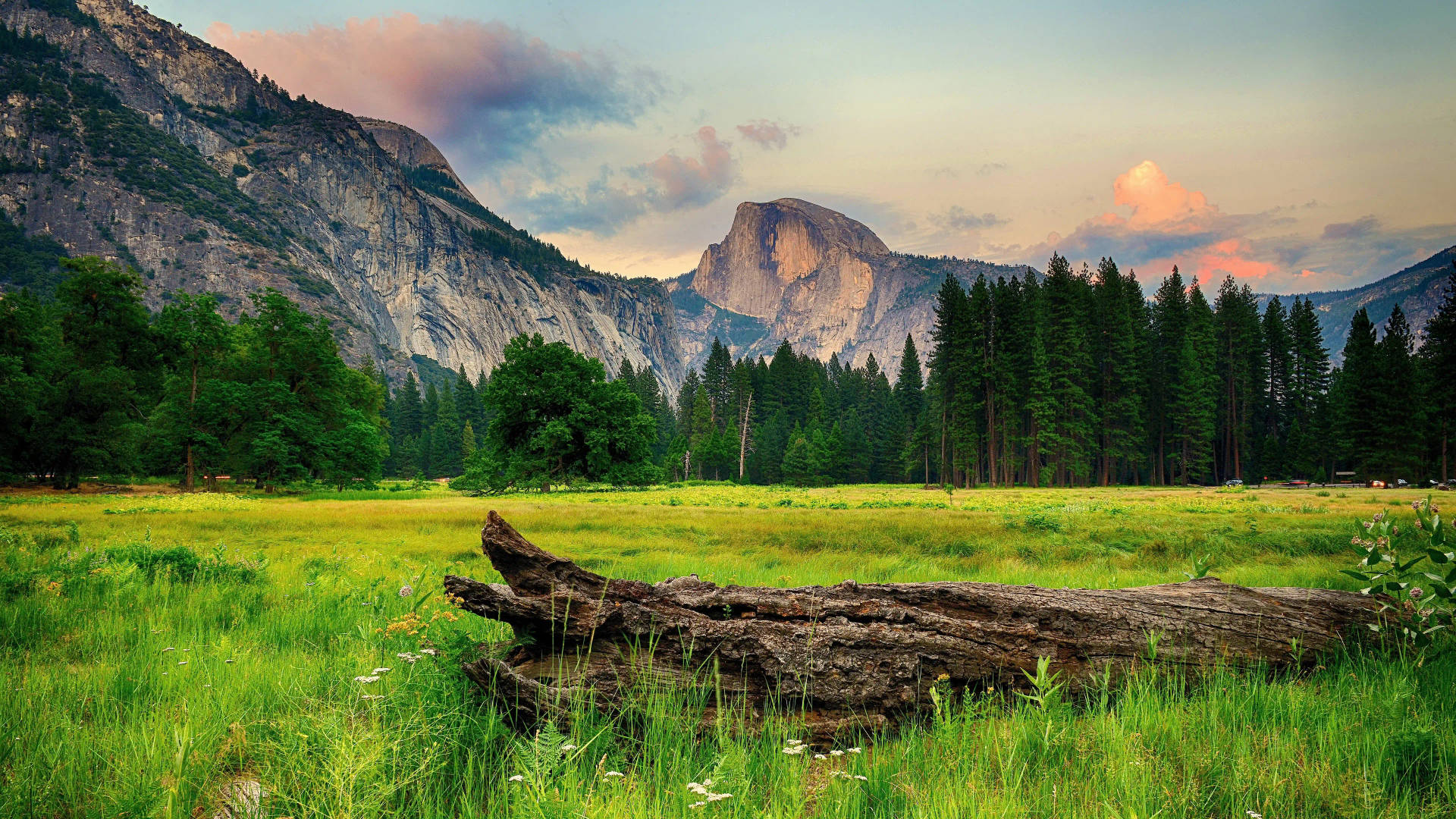 Caption: Magnificent Forest Cloaked In Breathtaking 8k Ultra Hd Background