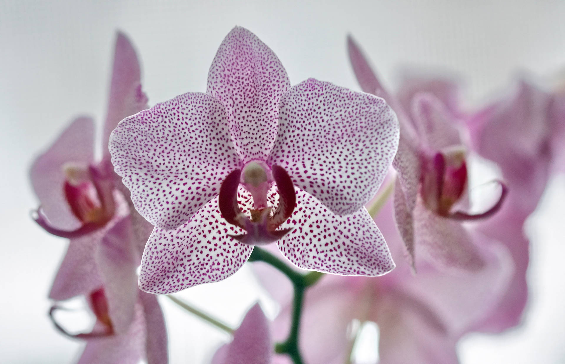 Caption: Magnificent White Orchid With Violet Spots Background