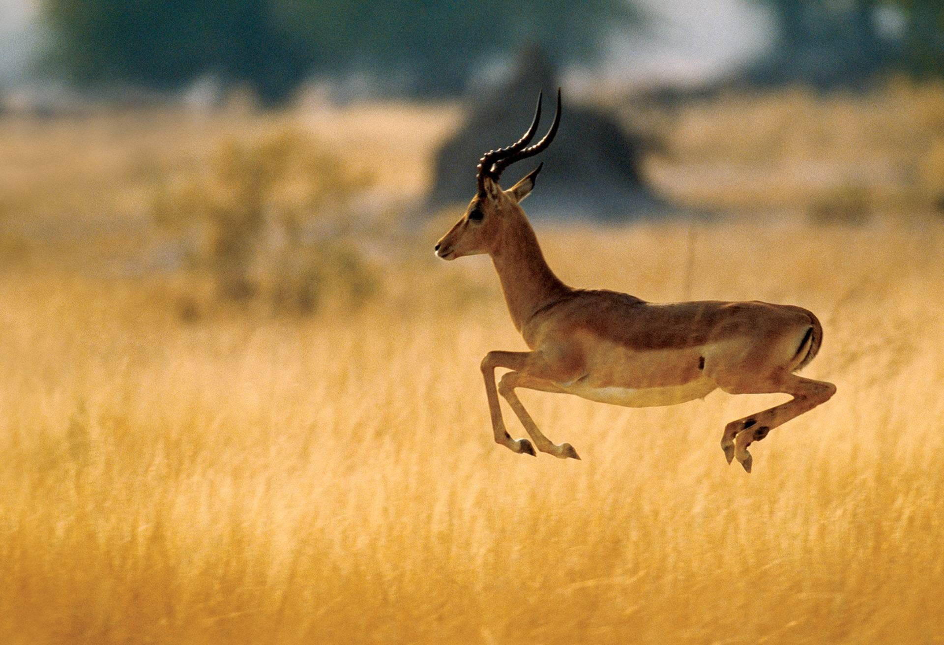Caption: Majestic Antelope Leap In Botswana Background