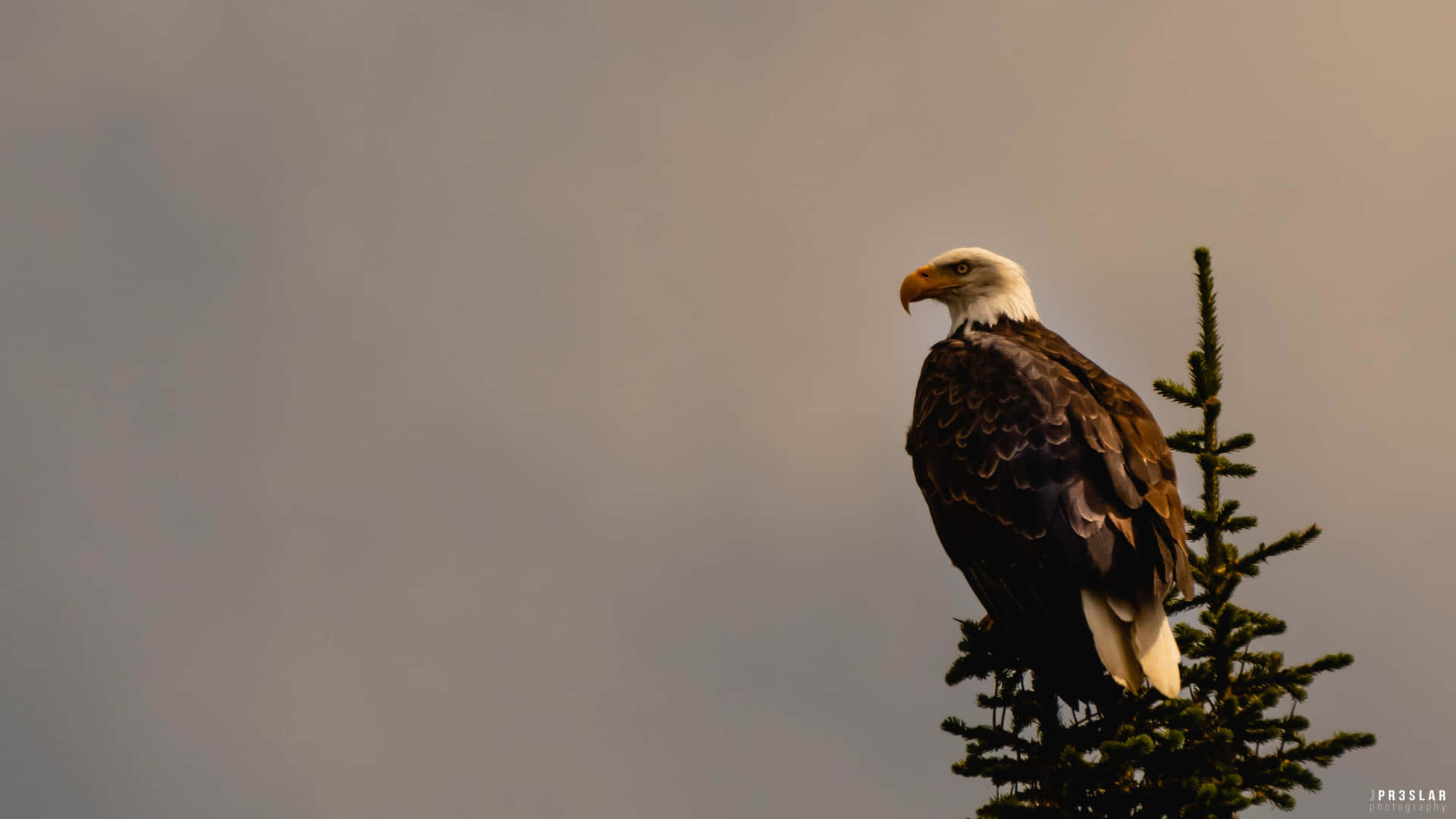 Caption: Majestic Bald Eagle Perched On A Branch
