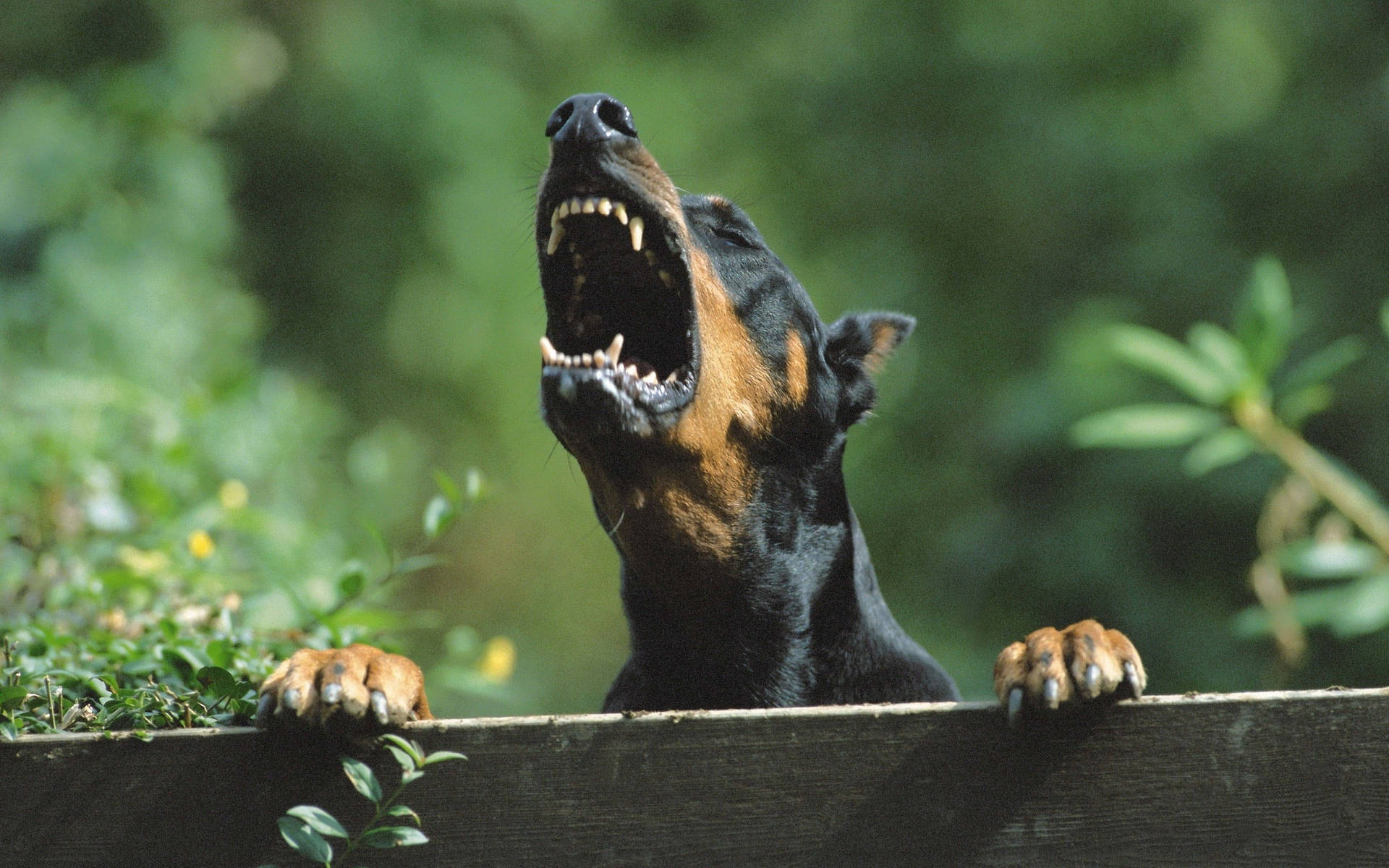 Caption: Majestic Barking Doberman Pinscher Background