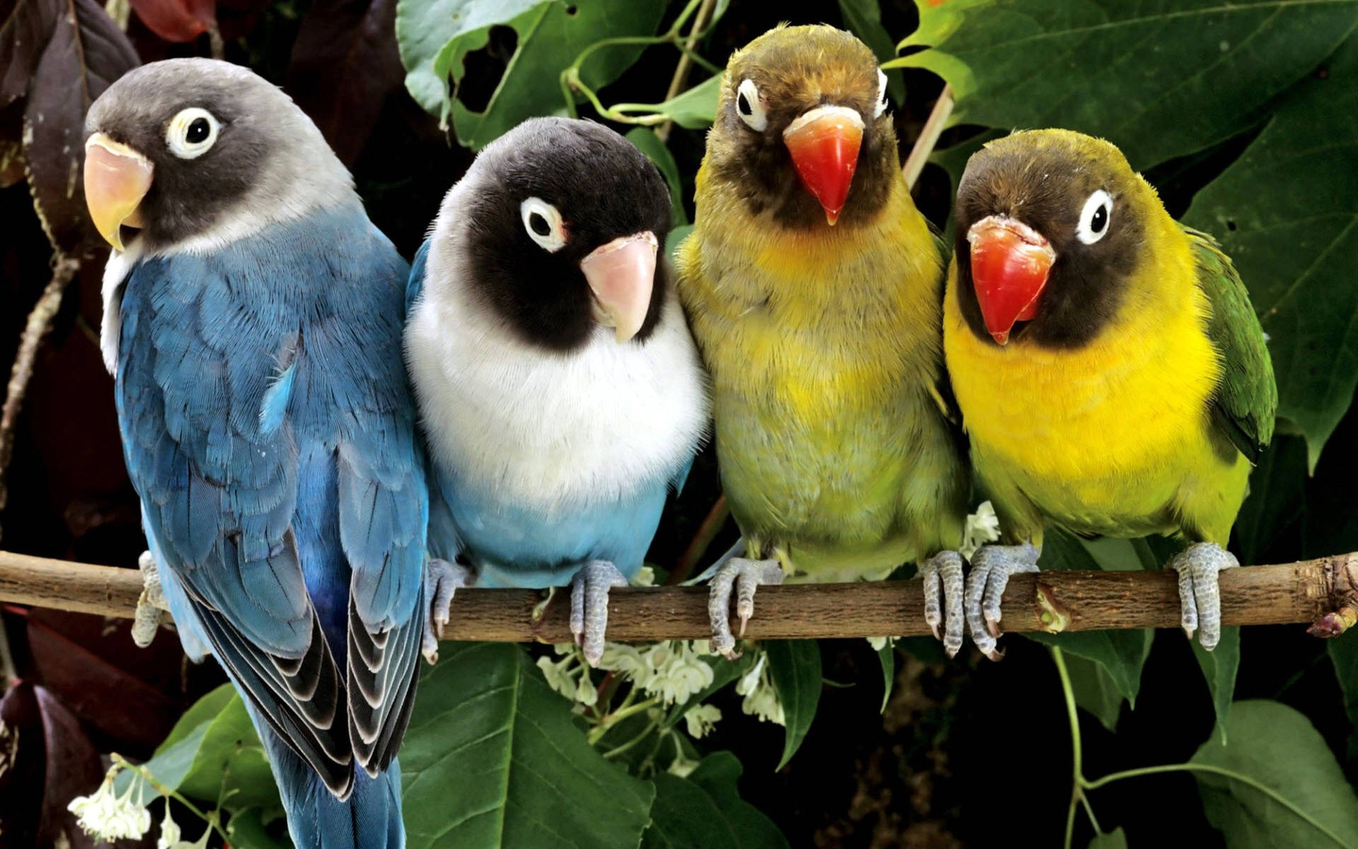 Caption: Majestic Birds Perched In Tree High Resolution Desktop Wallpaper
