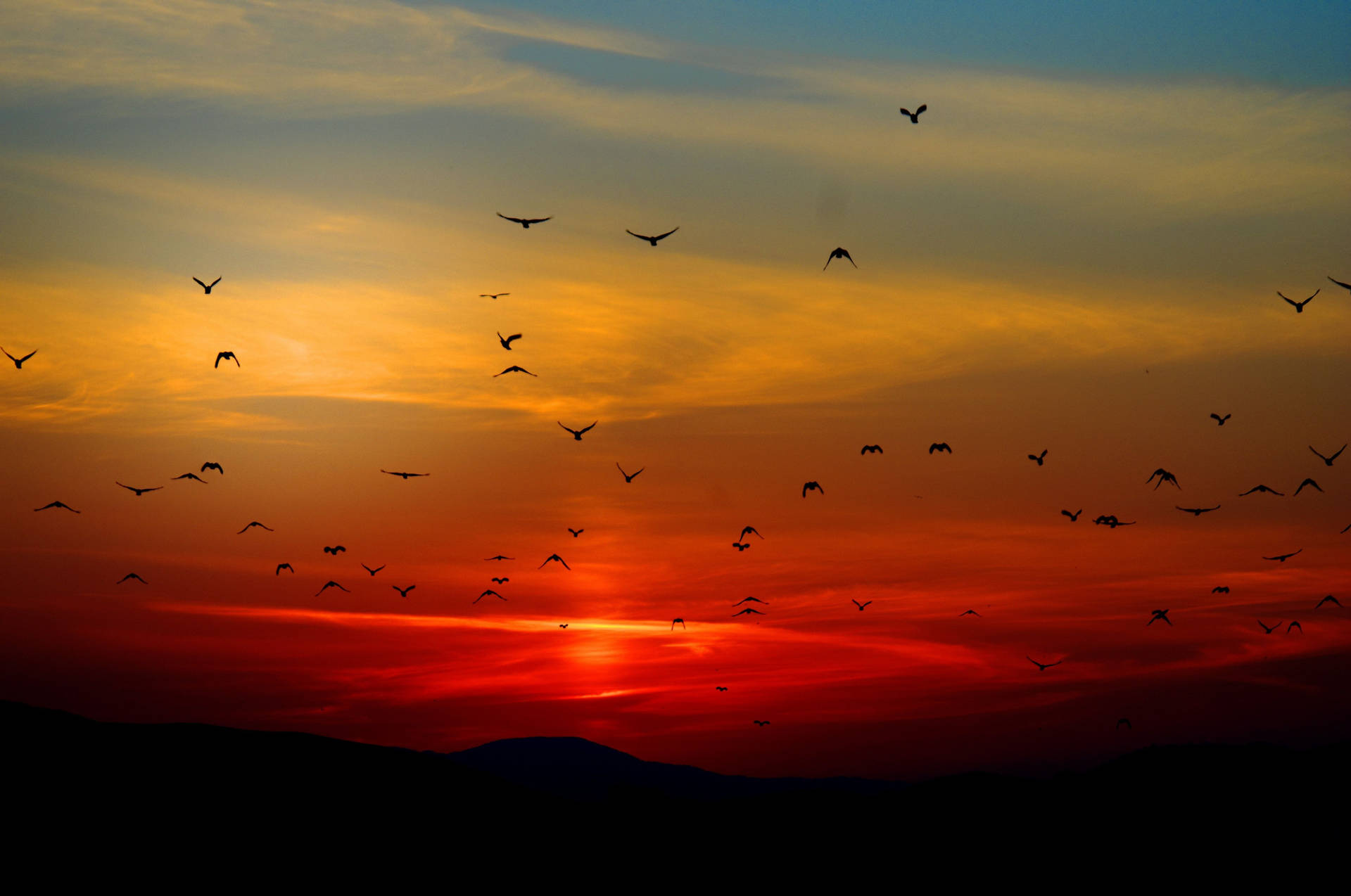 Caption: Majestic Birds Soaring In A Red-hued Sky Background