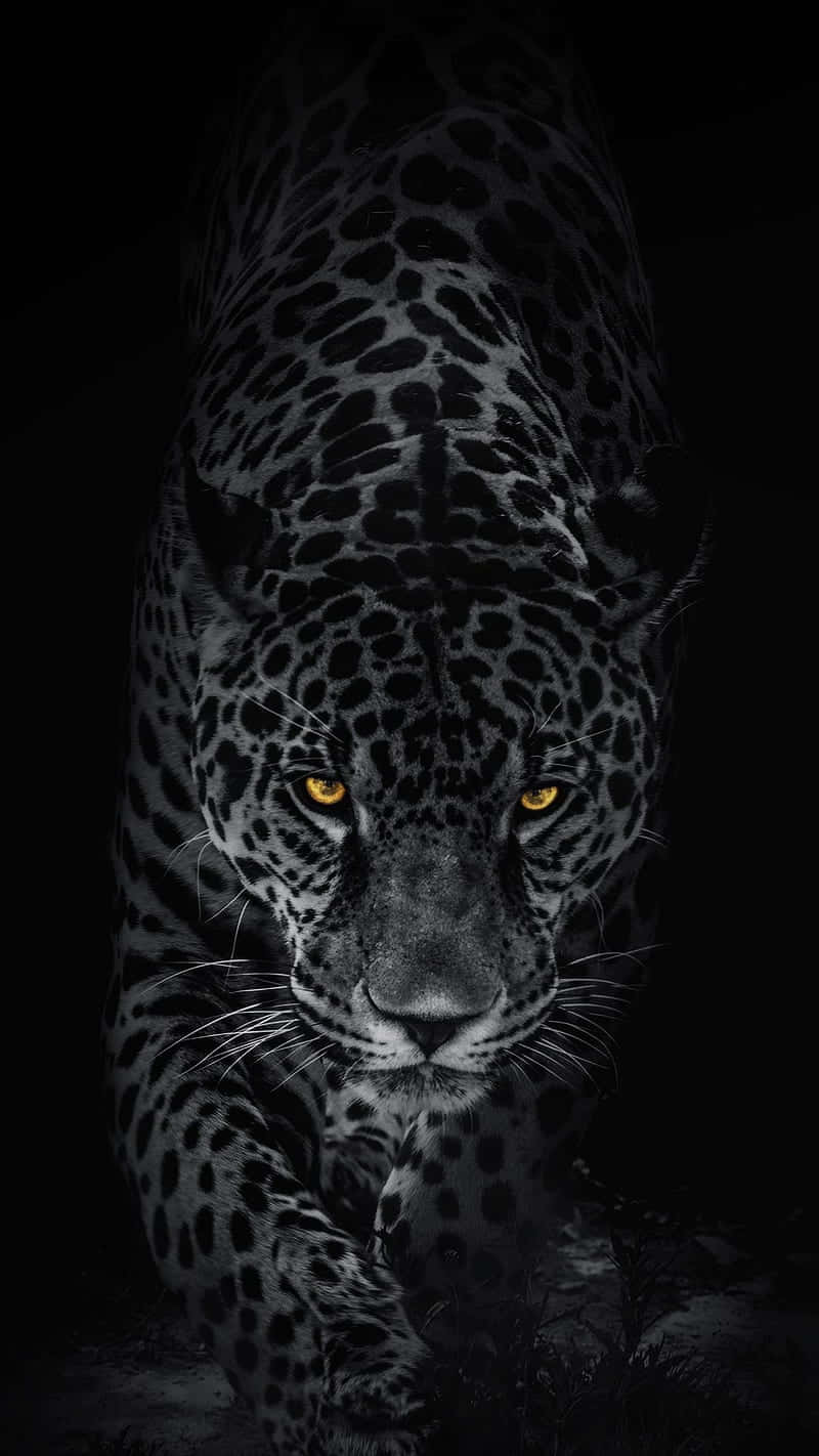 Caption: Majestic Black Leopard In Its Natural Habitat Background