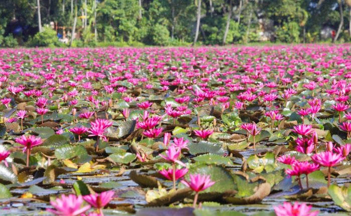 Caption: Majestic Blooming Water Lily On A Tranquil Lake Background