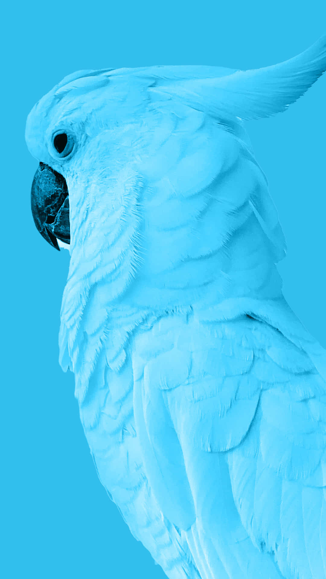 Caption: Majestic Blue Parrot Under A Sunny Sky