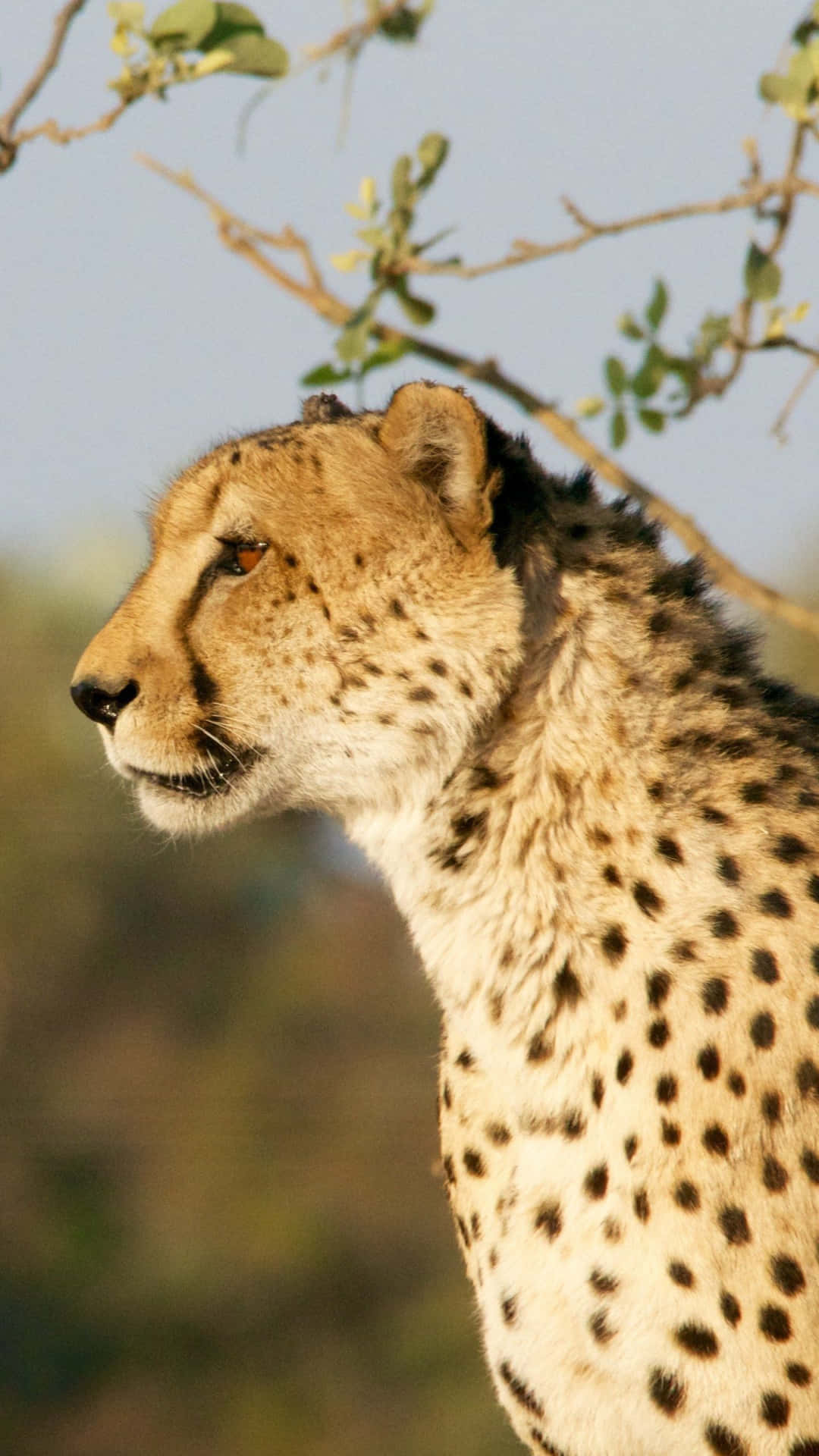 Caption: Majestic Cheetah In A Sprint On Iphone Wallpaper Background