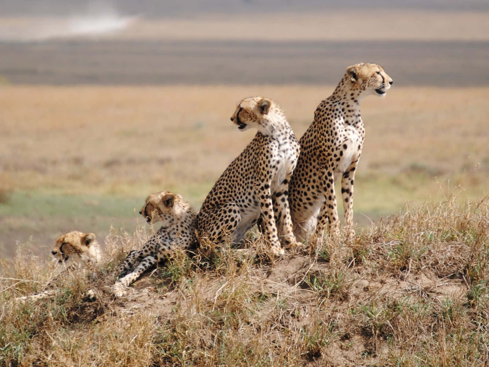 Caption: Majestic Cheetahs In The Captivating Serengeti National Park Background