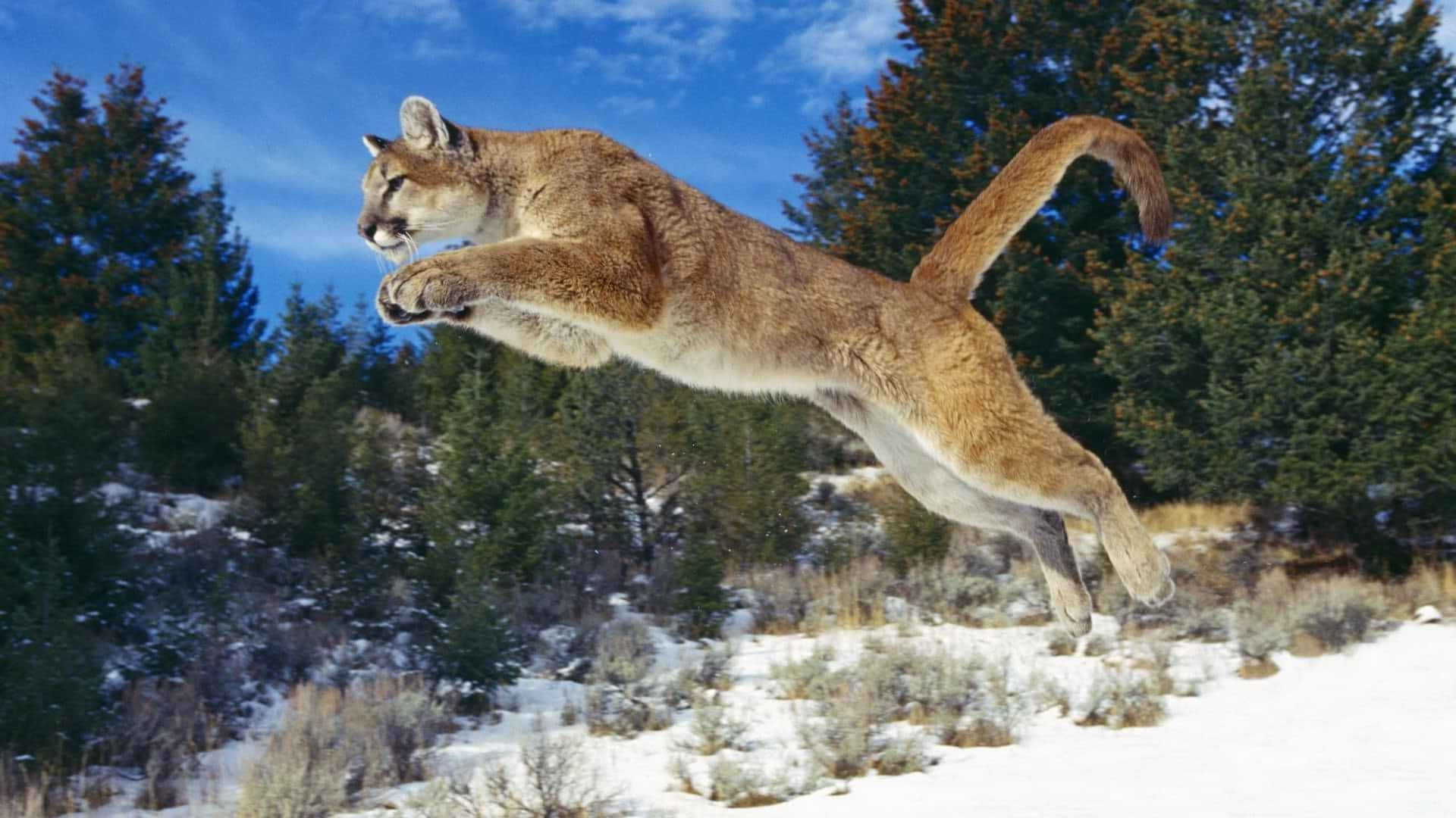 Caption: Majestic Cougar In Its Natural Habitat Background