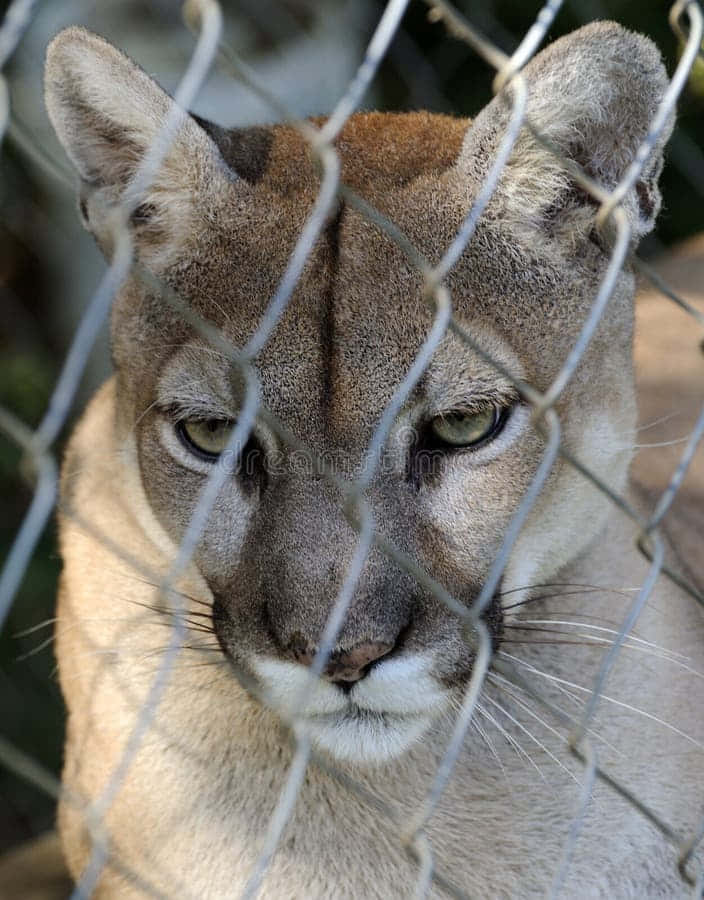 Caption: Majestic Cougar In Natural Habitat