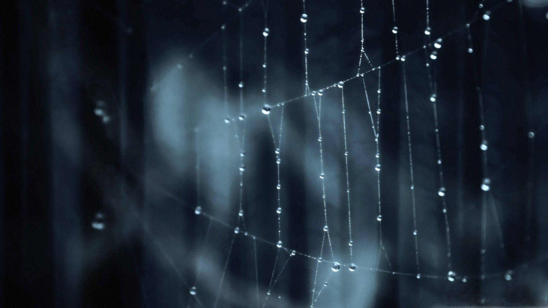 Caption: Majestic Dew Drops On Spider Web Background
