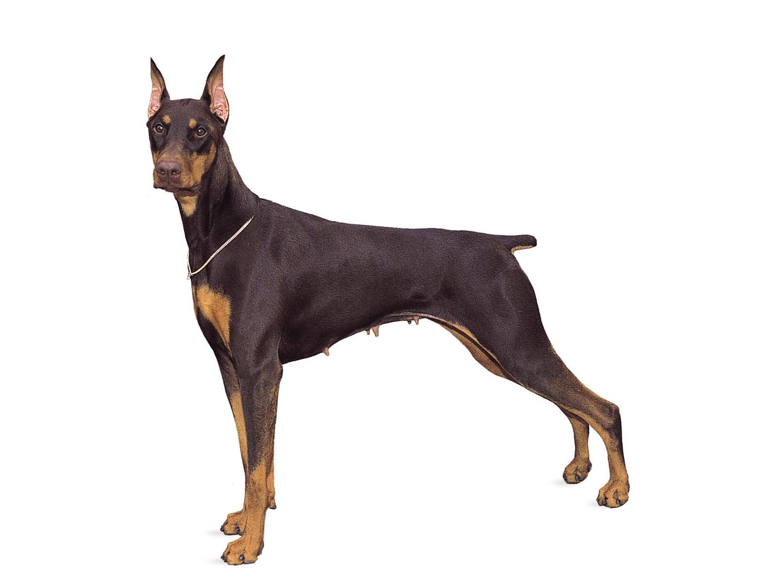 Caption: Majestic Doberman Pinscher Showcasing Cropped Ears And A Short Tail