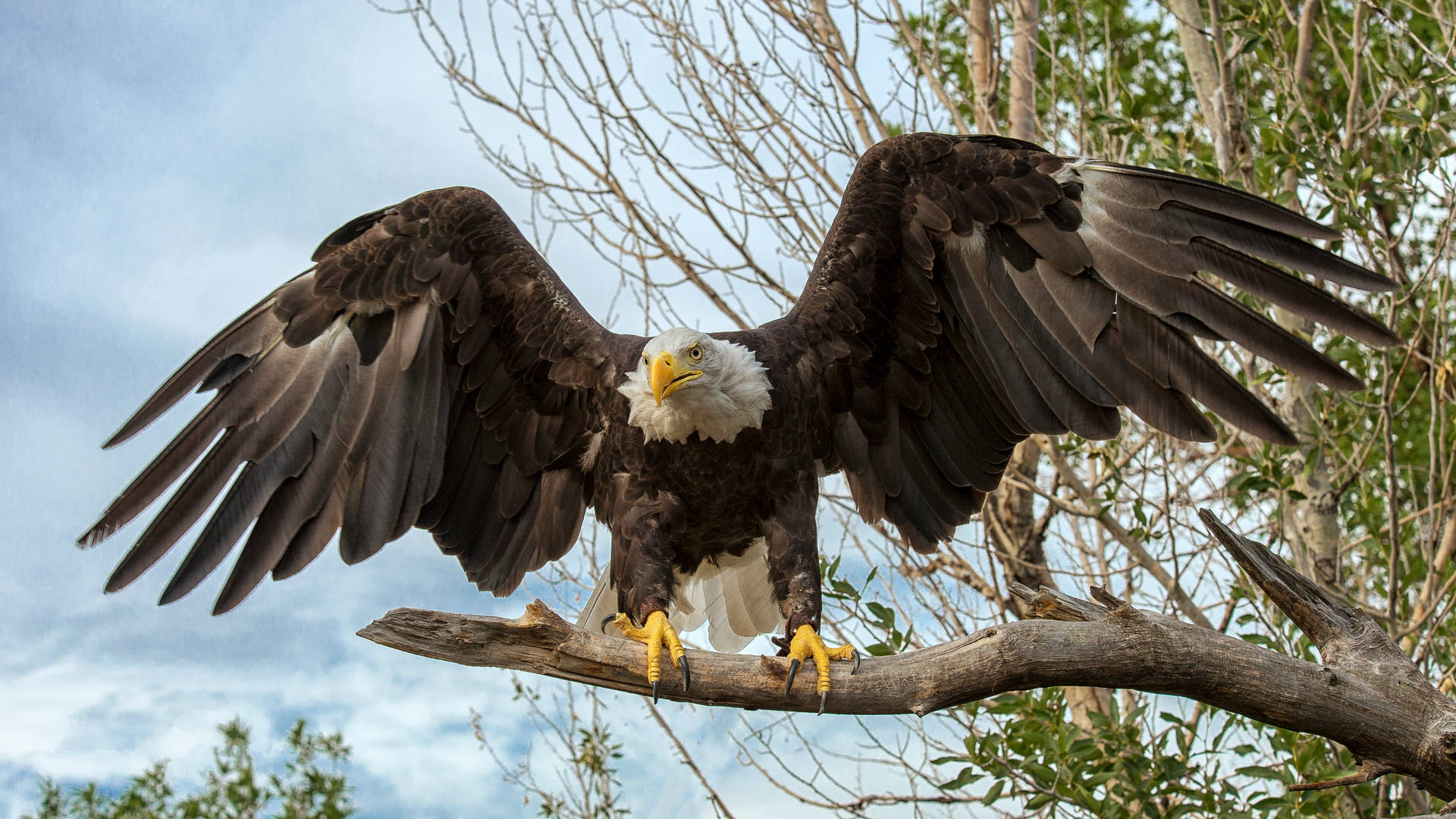 Caption: Majestic Eagle Preparing For Flight Background