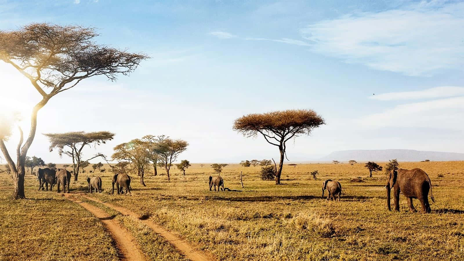Caption: Majestic Elephants Roaming In Serengeti National Park Background