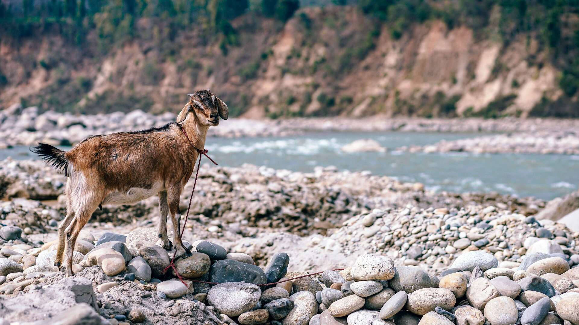 Caption: Majestic Goat Navigating Rocky Stream Background