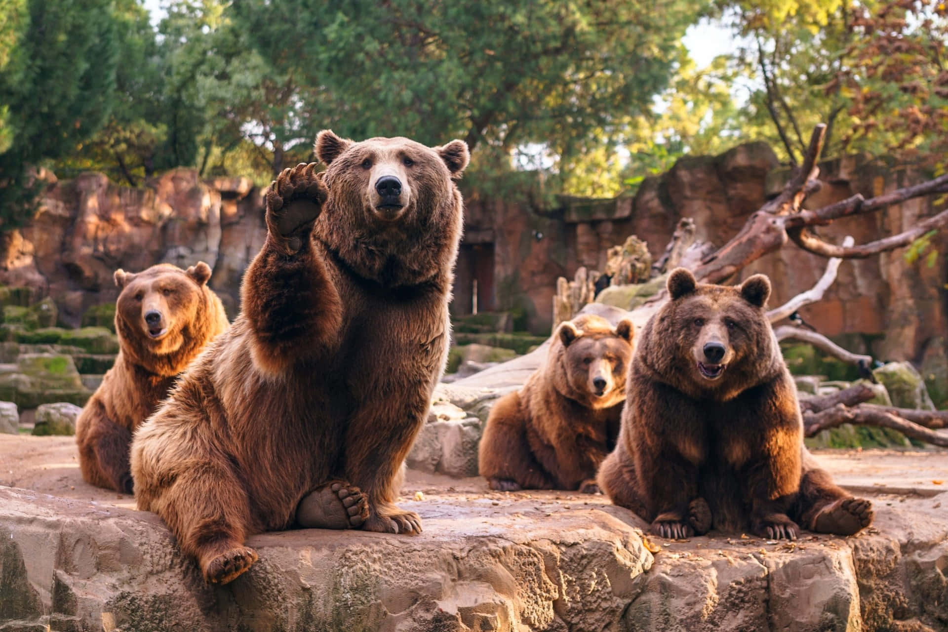 Caption: Majestic Grizzly Bears At The Zoo Background