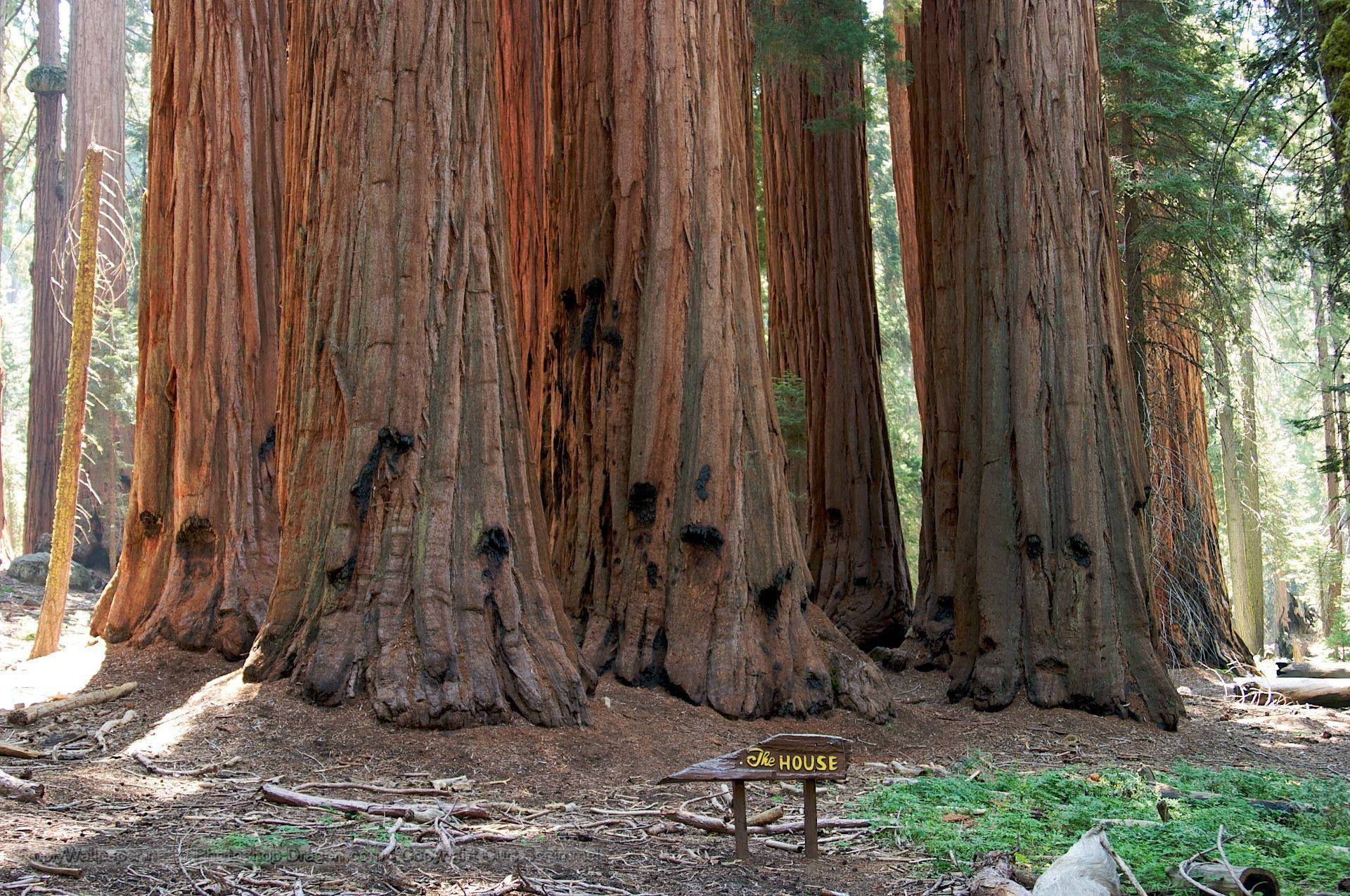 Caption: Majestic Landscape Of Sequoia National Park Background