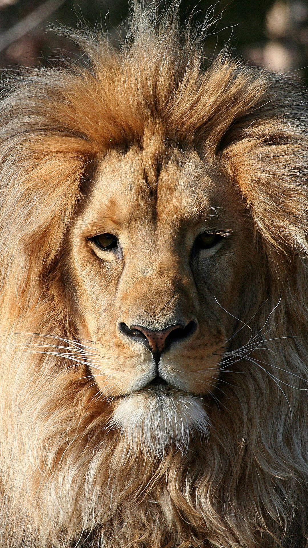 Caption: Majestic Lion Close-up - Iphone Wallpaper Background