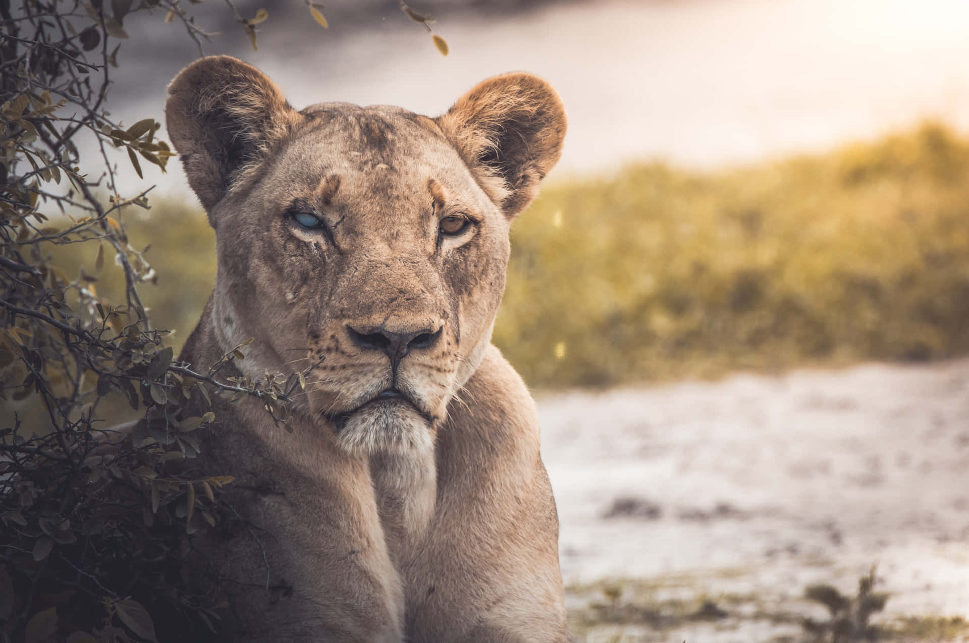 Caption: Majestic Lioness By The River Background