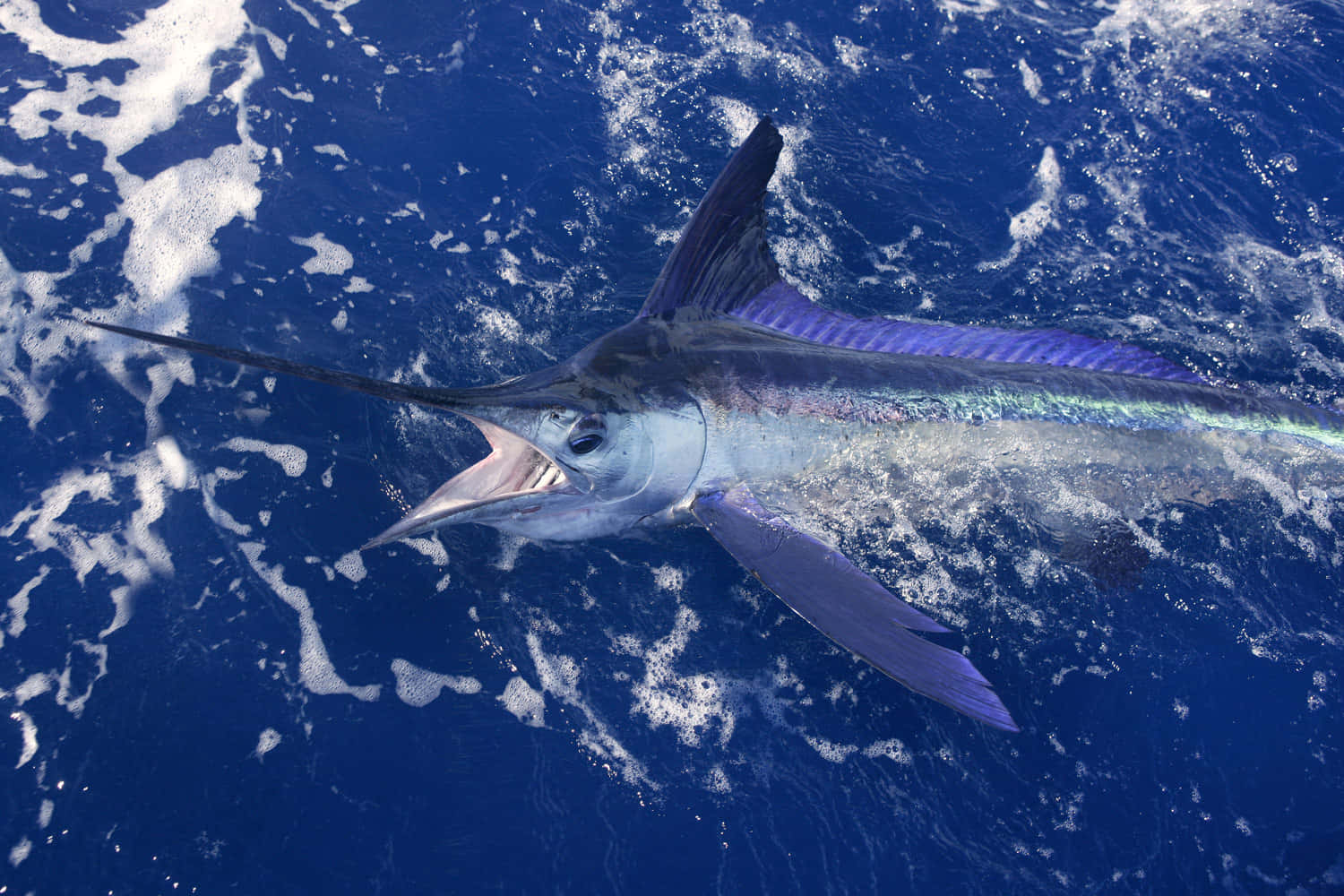 Caption: Majestic Marlin Leaping In The Ocean Background