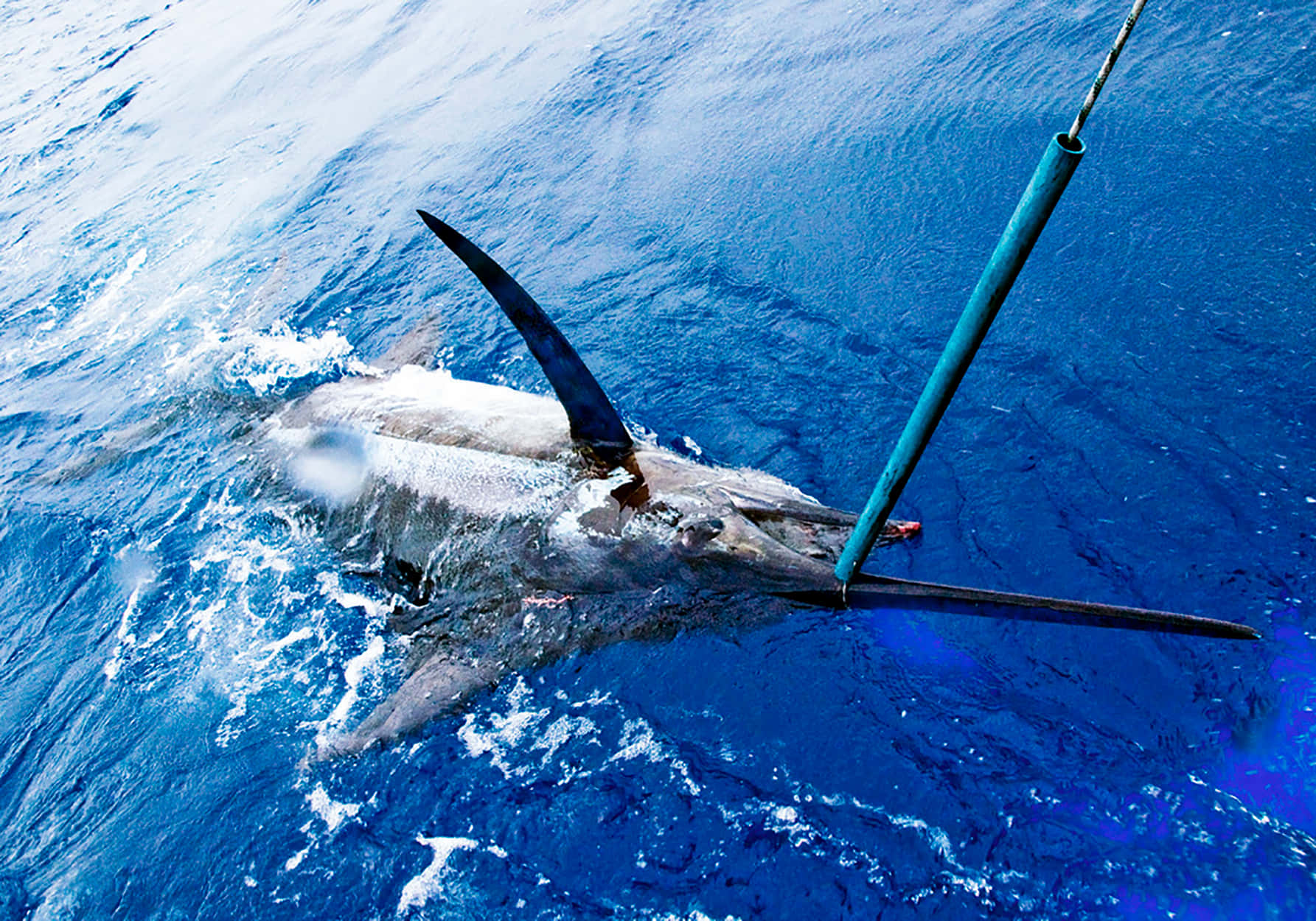 Caption: Majestic Marlin Leaping Out Of The Ocean Background