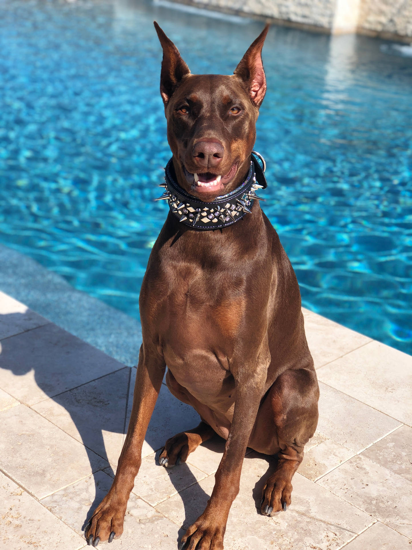 Caption: Majestic Red And Tan Doberman Pinscher Background