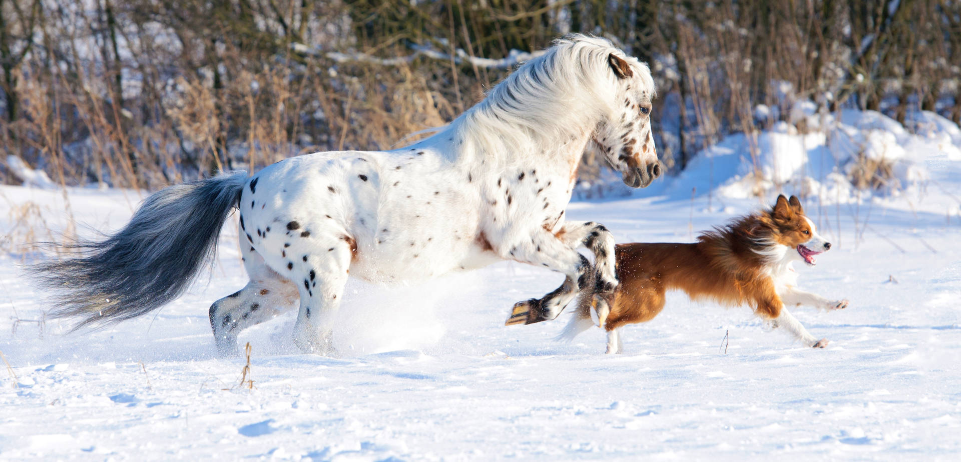 Caption: Majestic Running Horse In Open Field