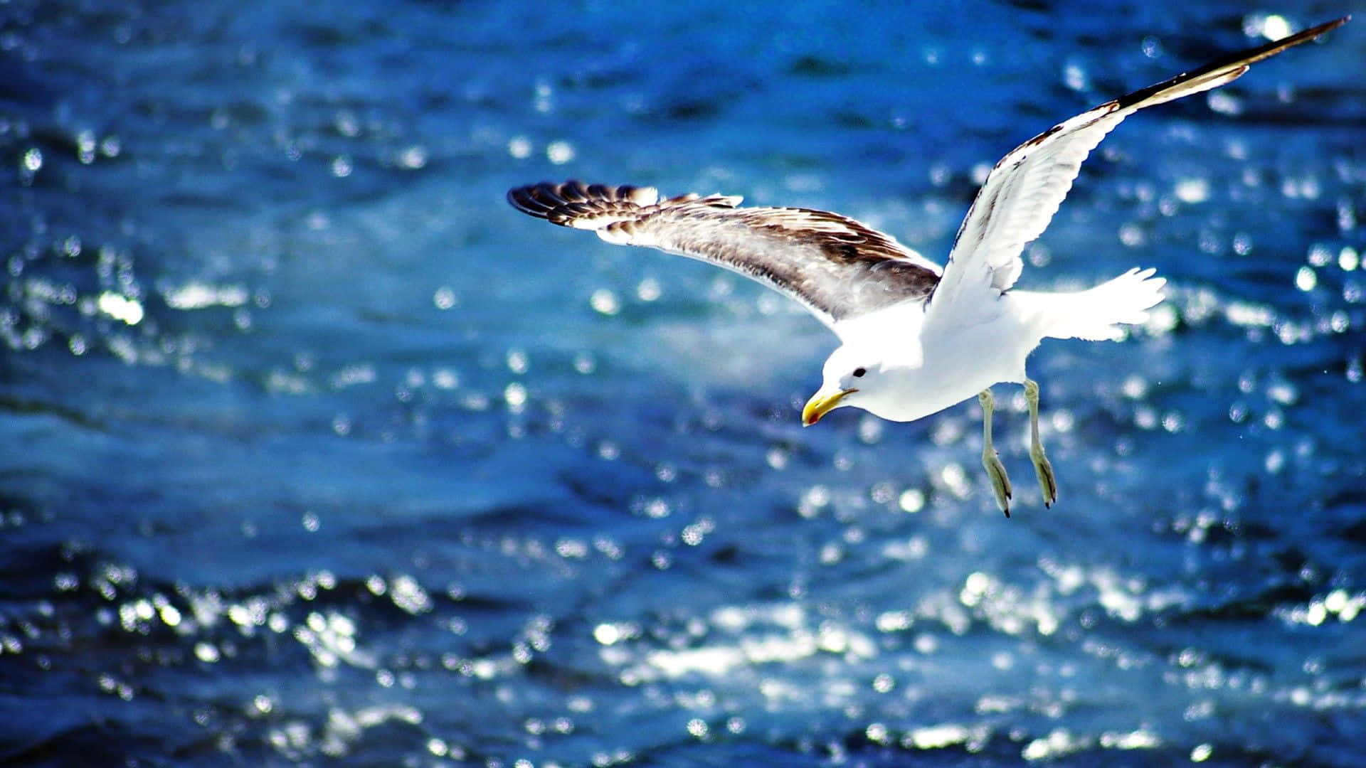 Caption: Majestic Seagull Soaring Across A Sunlit Sky