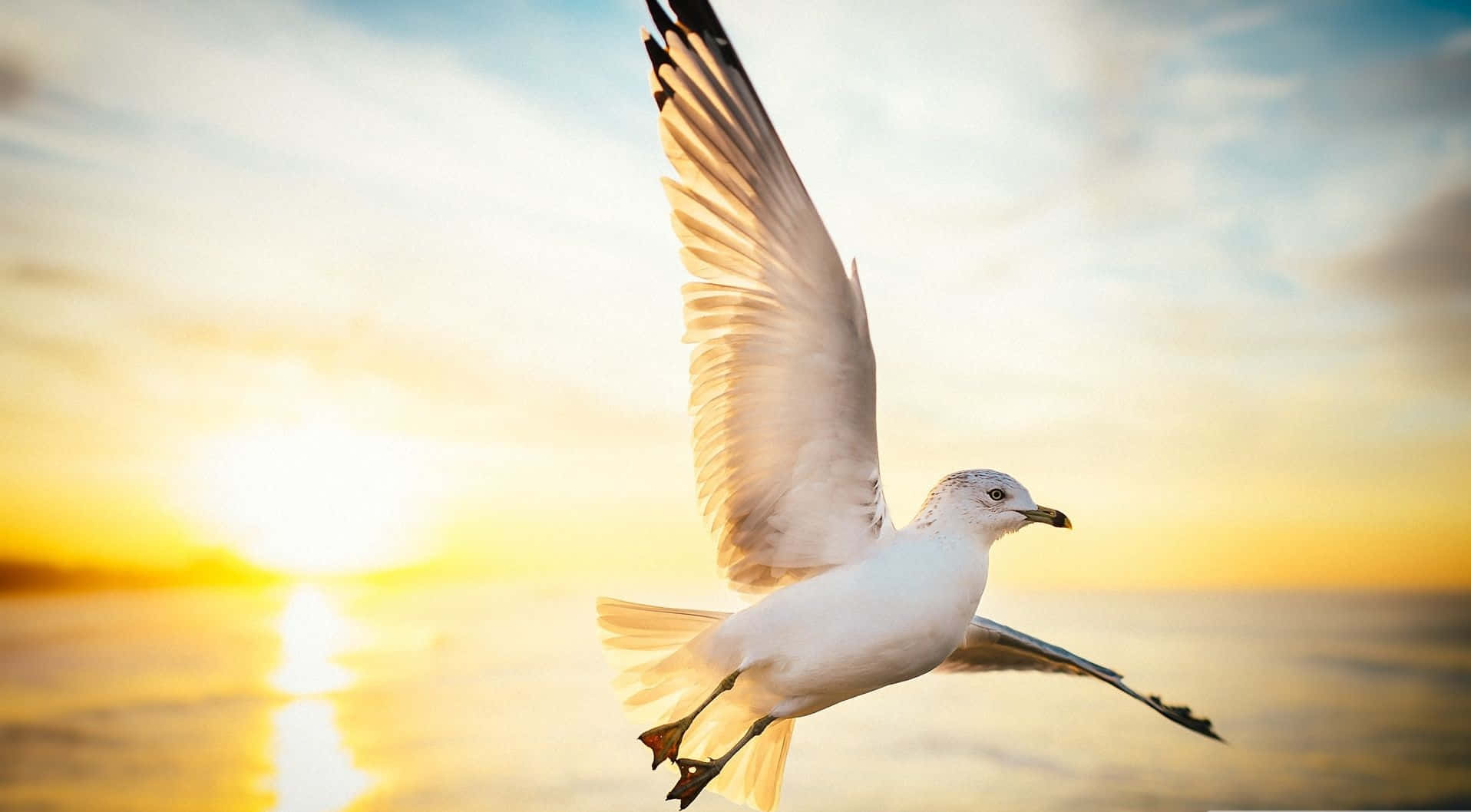Caption: Majestic Seagull Soaring In The Sky Background