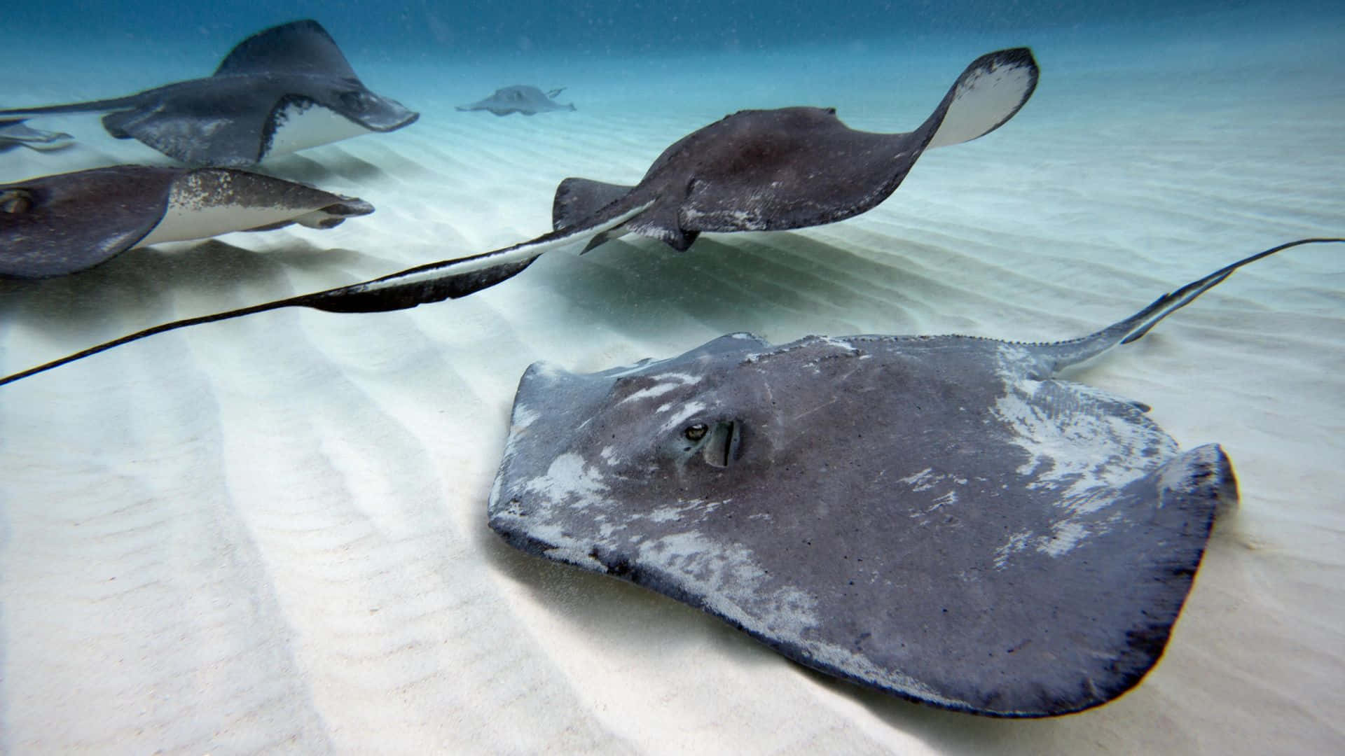 Caption: Majestic Stingray Gliding Underwater