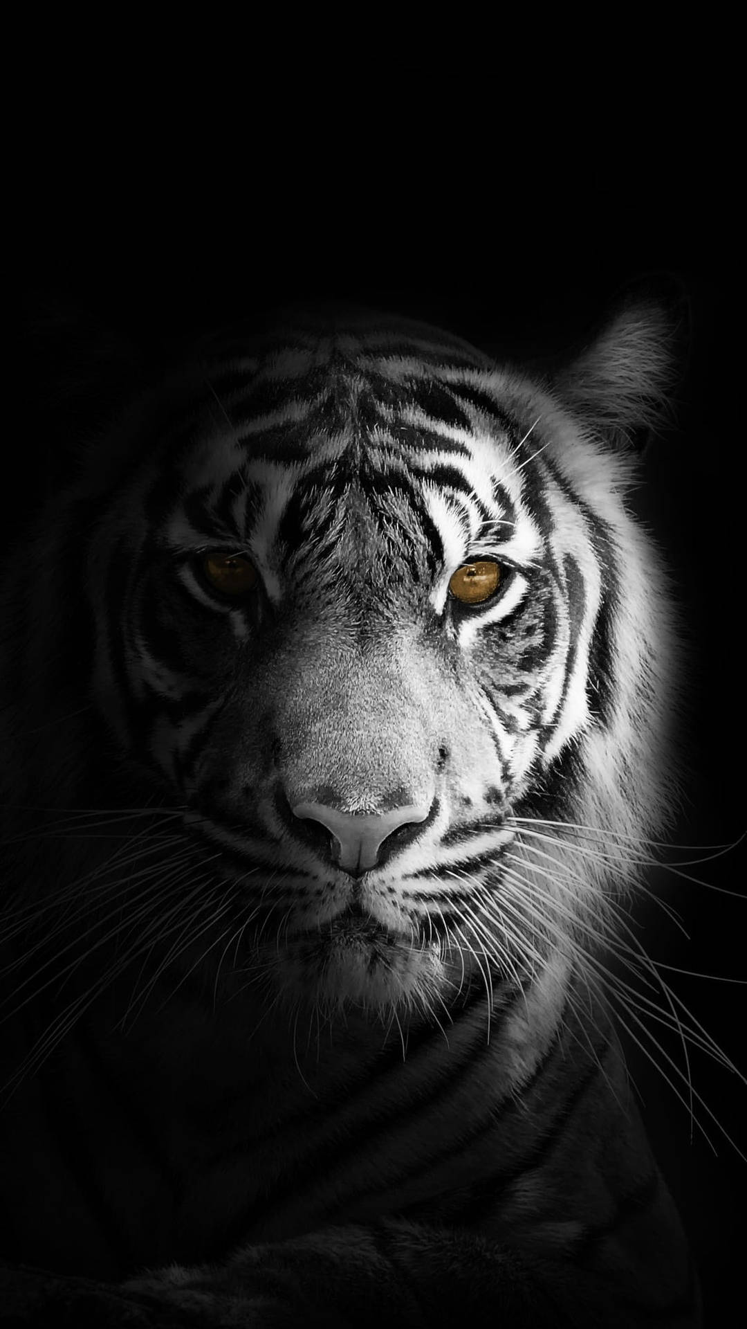 Caption: Majestic Tiger In All Black Background Background