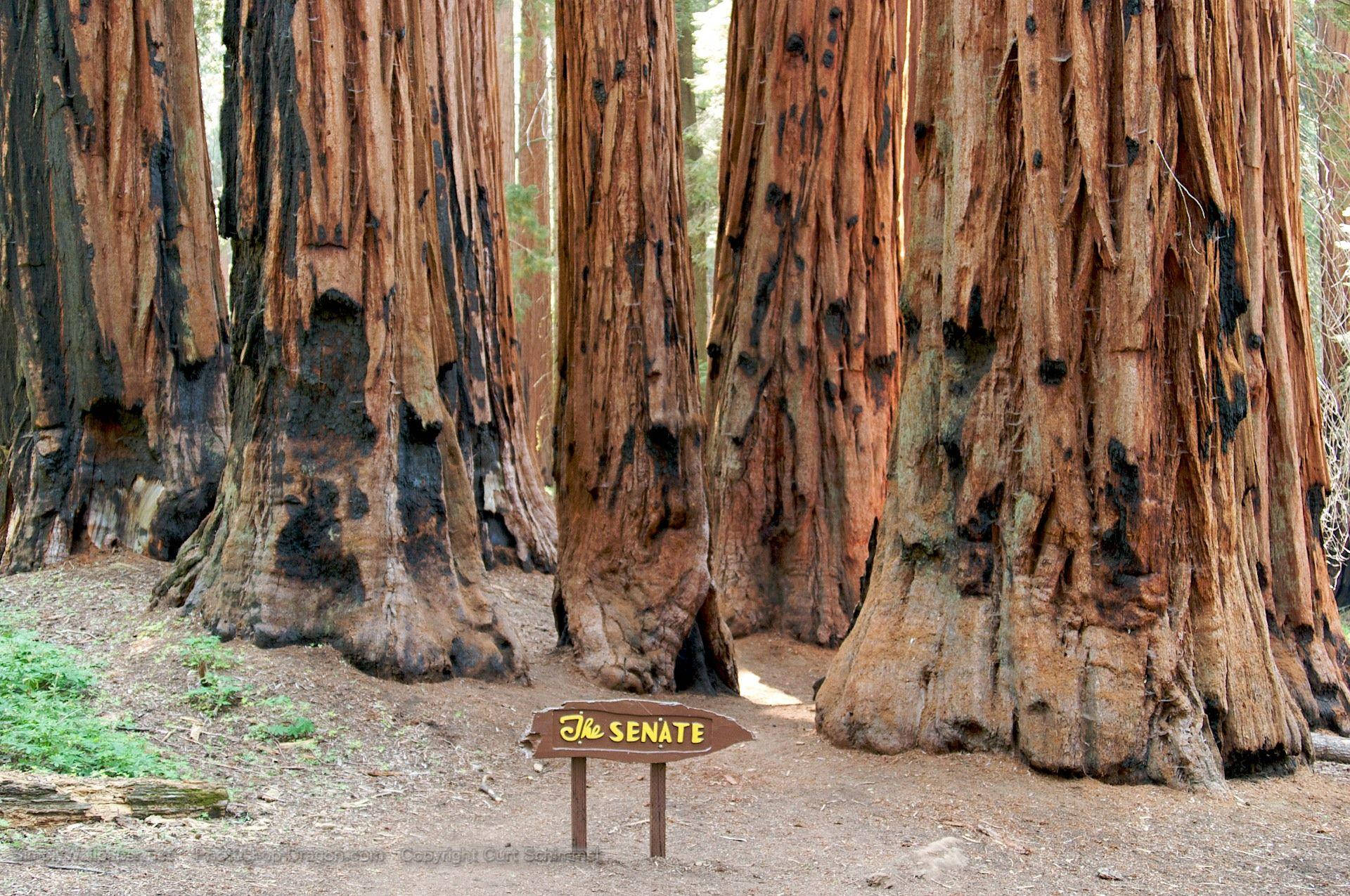 Caption: Majestic Tree Cluster Near Enter Footpath Sign Inside Sequoia National Park Background