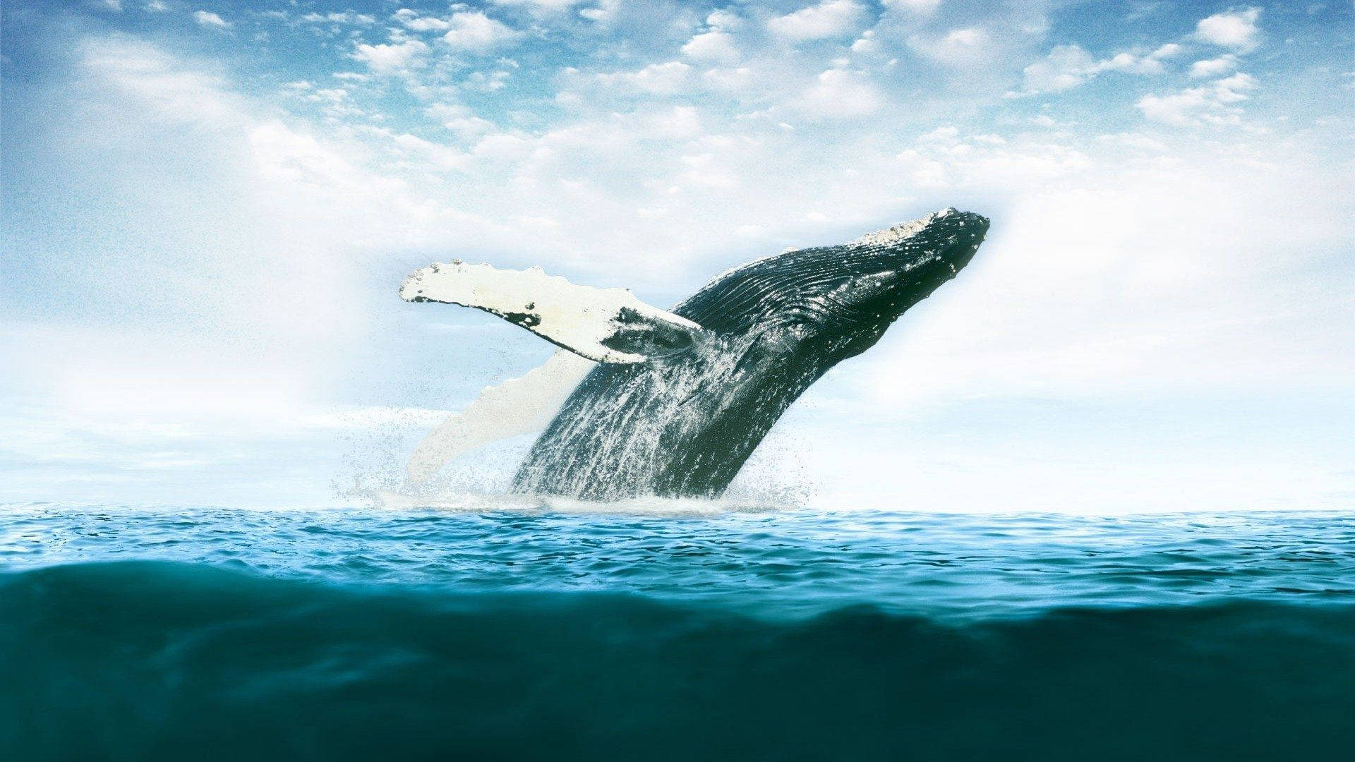 Caption: Majestic Whale Submerging From The Ocean Depths Background