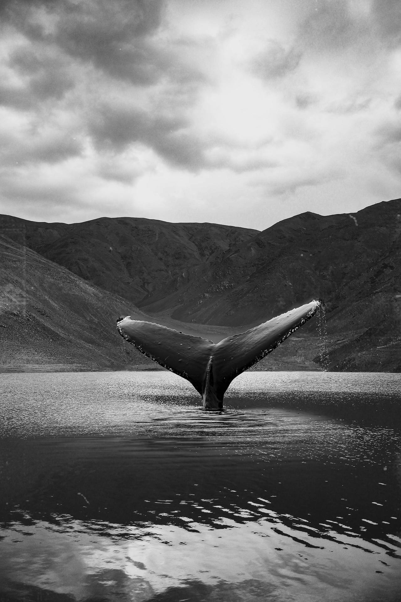 Caption: Majestic Whale Swimming In Deep Blue Ocean Background